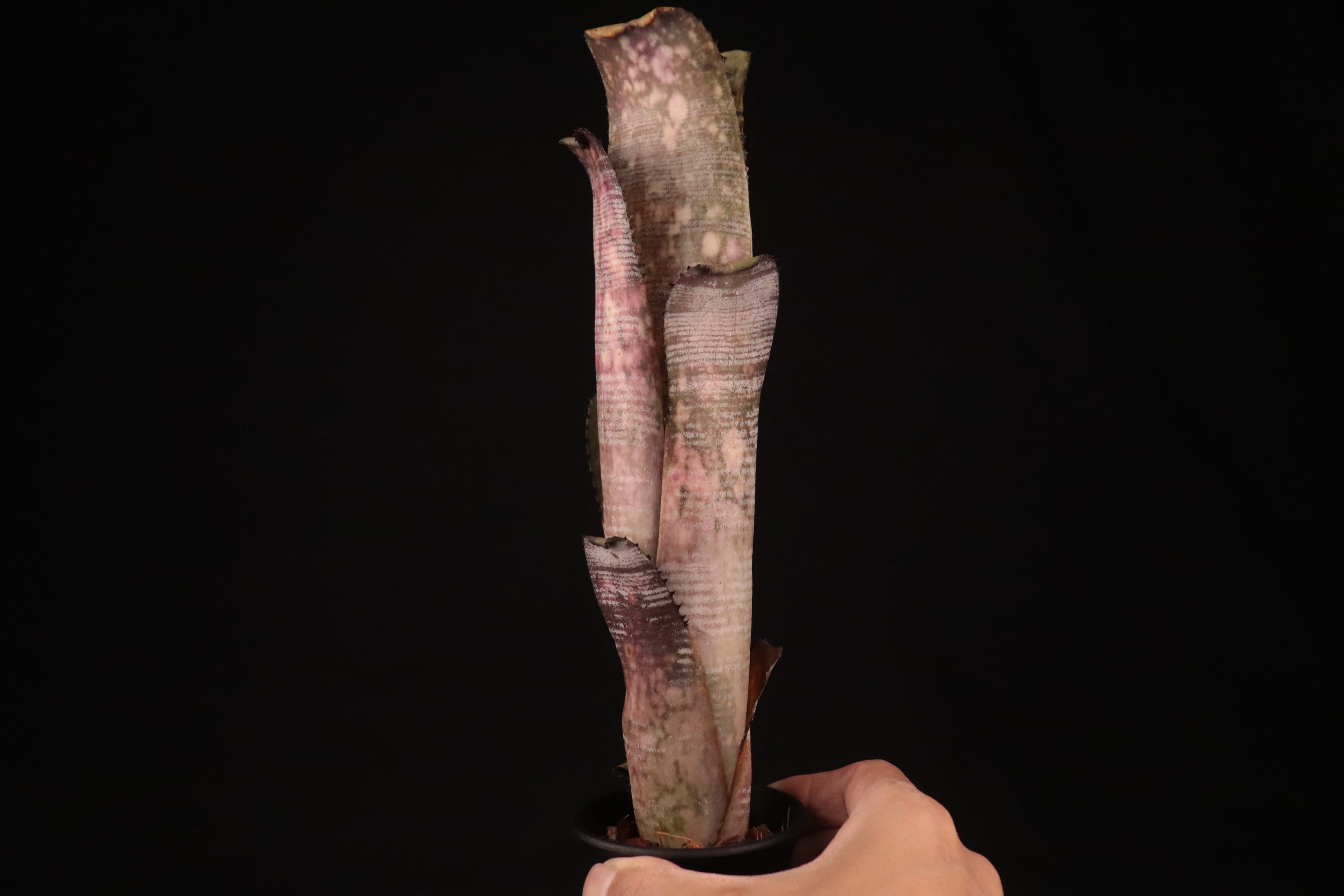 Can 　同梱値引き　Billbergia Marble S子株付き 送料無料】Billbergia 'Kolan Mable Shark'〔ビルベルギア〕現品発送
