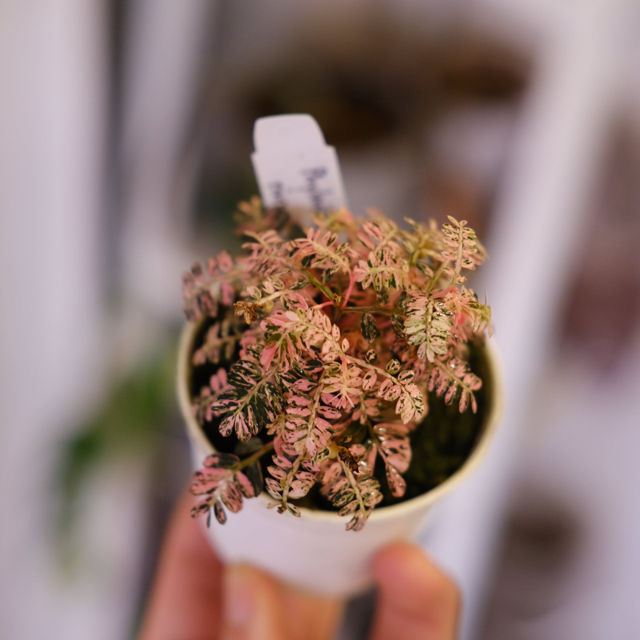 Phyllanthus urinaria 'Pink Variegated'│フィランサス・ウリナリア