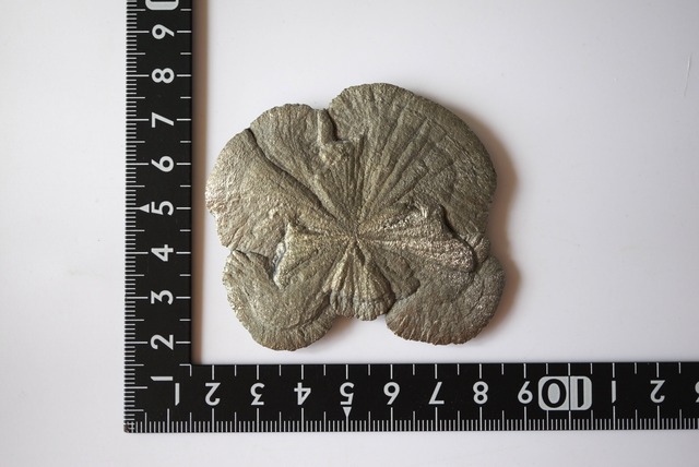 パイライトサン  Pyrite Sun 1366