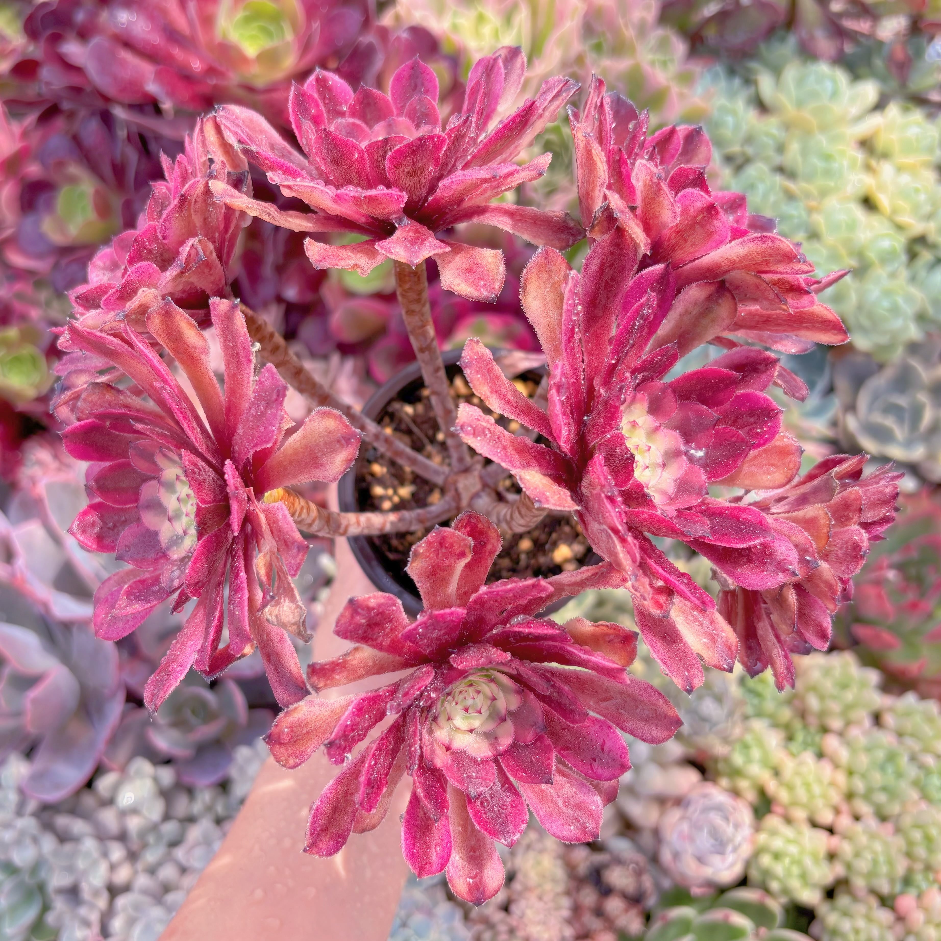 現品　マリド錦#920　大群生　新入荷　るる農園