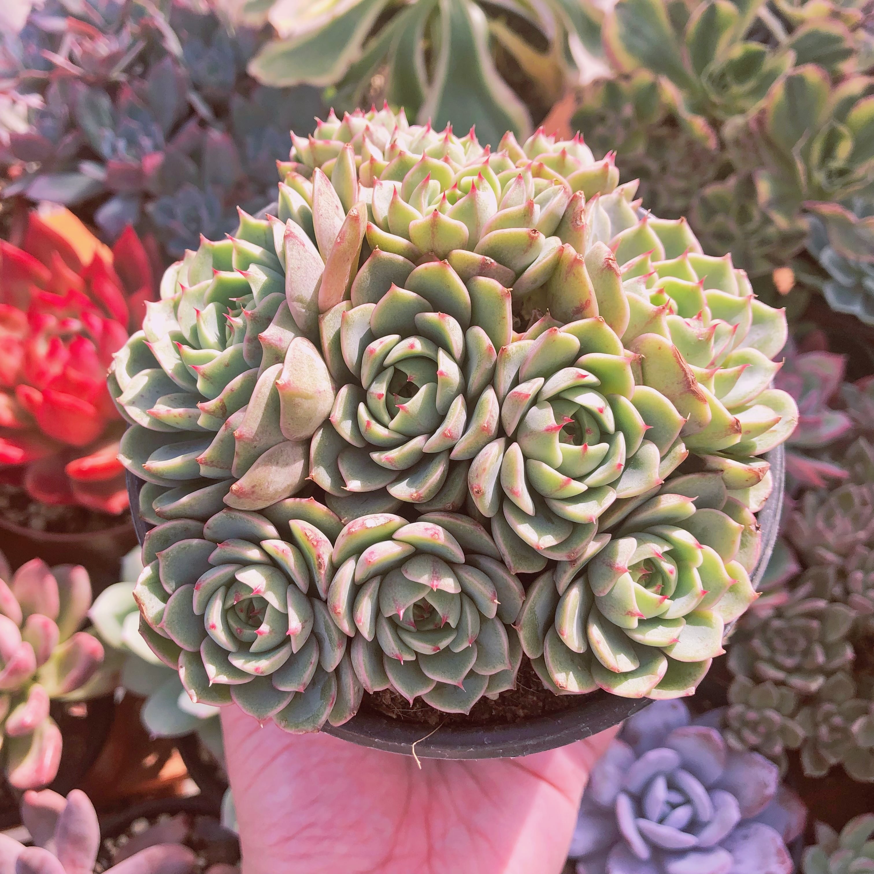 Top【選抜株】多肉植物　22508ベンバディス 6個　鉢無し/脱土 Top【選抜株】多肉植物 22508ベンバディス 6個 鉢無し/脱土 【公式通販】