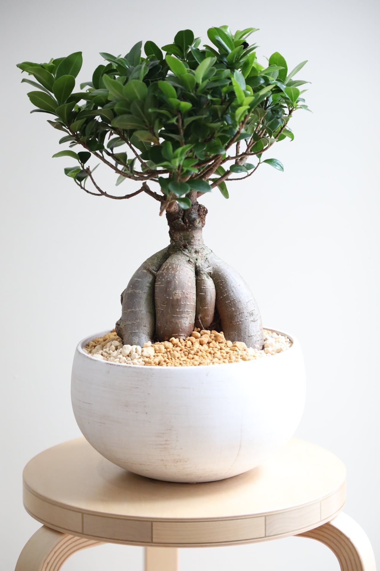 M】ガジュマル/Ficus microcarpa ※陶器鉢付き | 【厳選植物・器