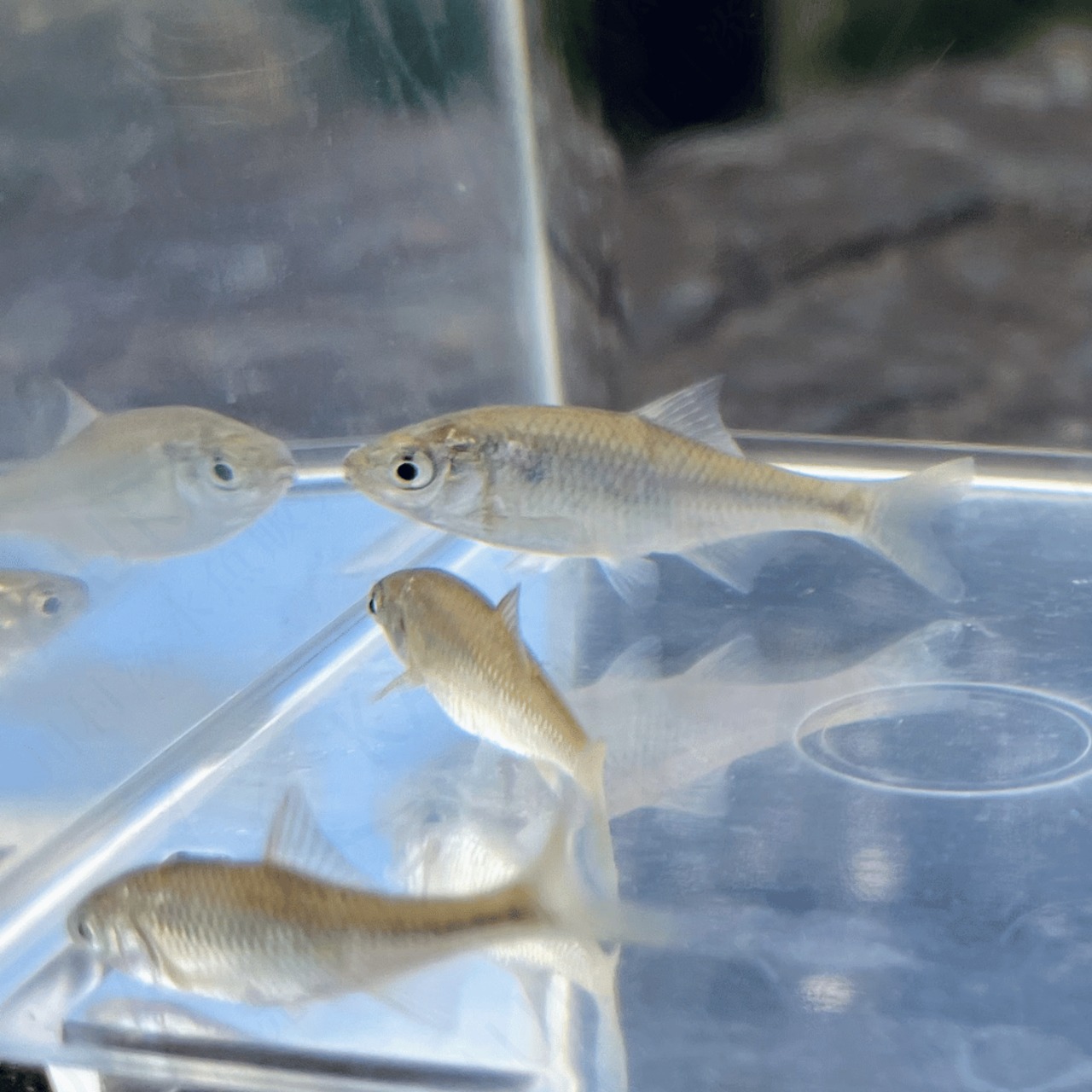 （淡水魚）キタノアカヒレタビラ（3匹）【生体】