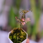Phyllanthus urinaria 'Pink Variegated'│フィランサス・ウリナリア ピンク斑入り③│観葉植物