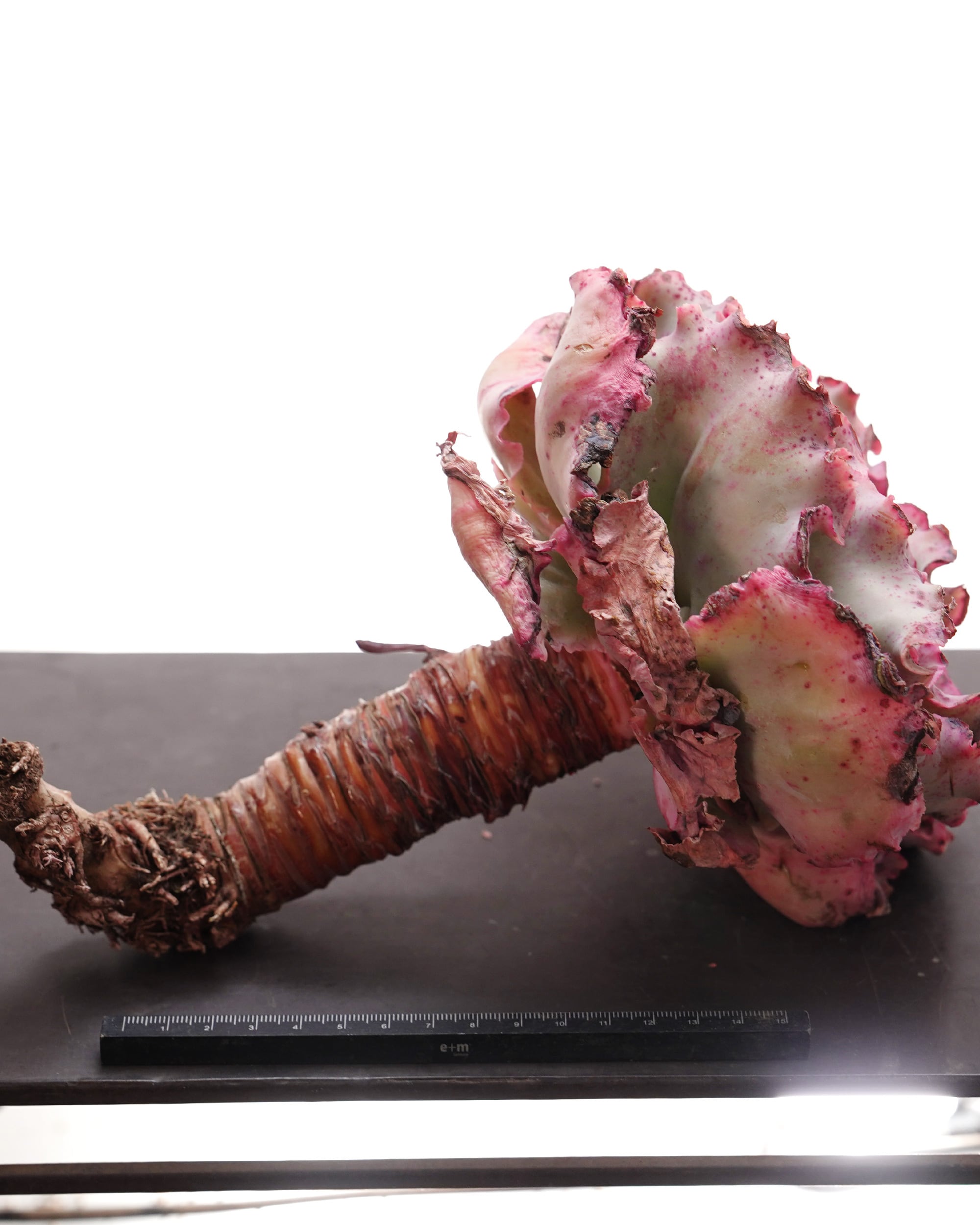 カット苗 メリディアン XXL 18cm大株＋極太茎 Echeveria 'Meridian