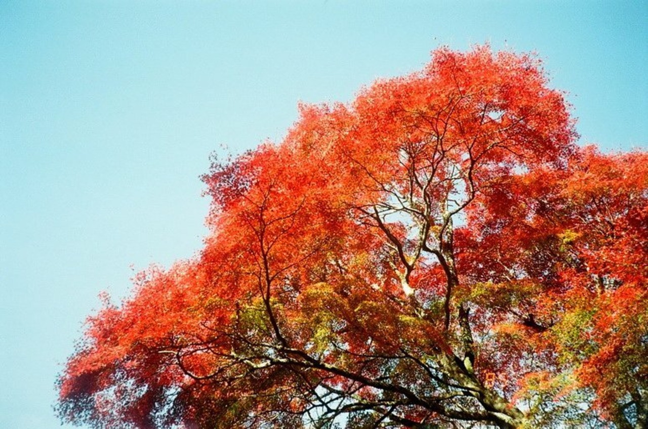 【Canon】キャプション機能付き AutoBoy A エース