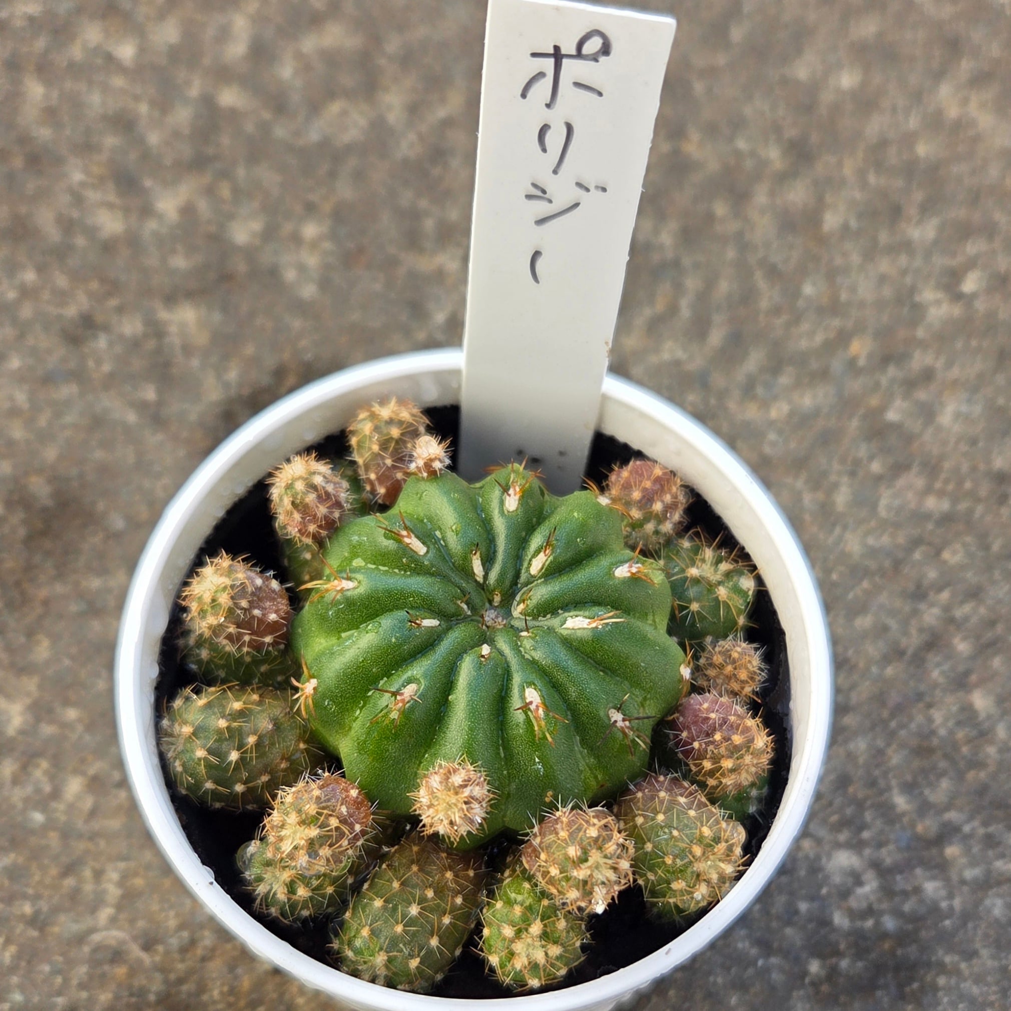 サボテン | 多肉Garden＊Grow