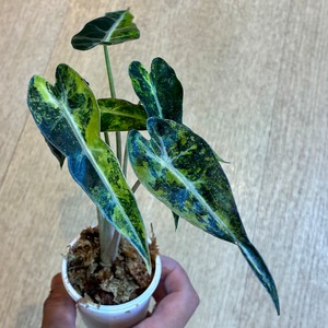 Alocasia amazonica "Banbino" アロカシア　バンビーノ　オーレア　3寸ポリポット