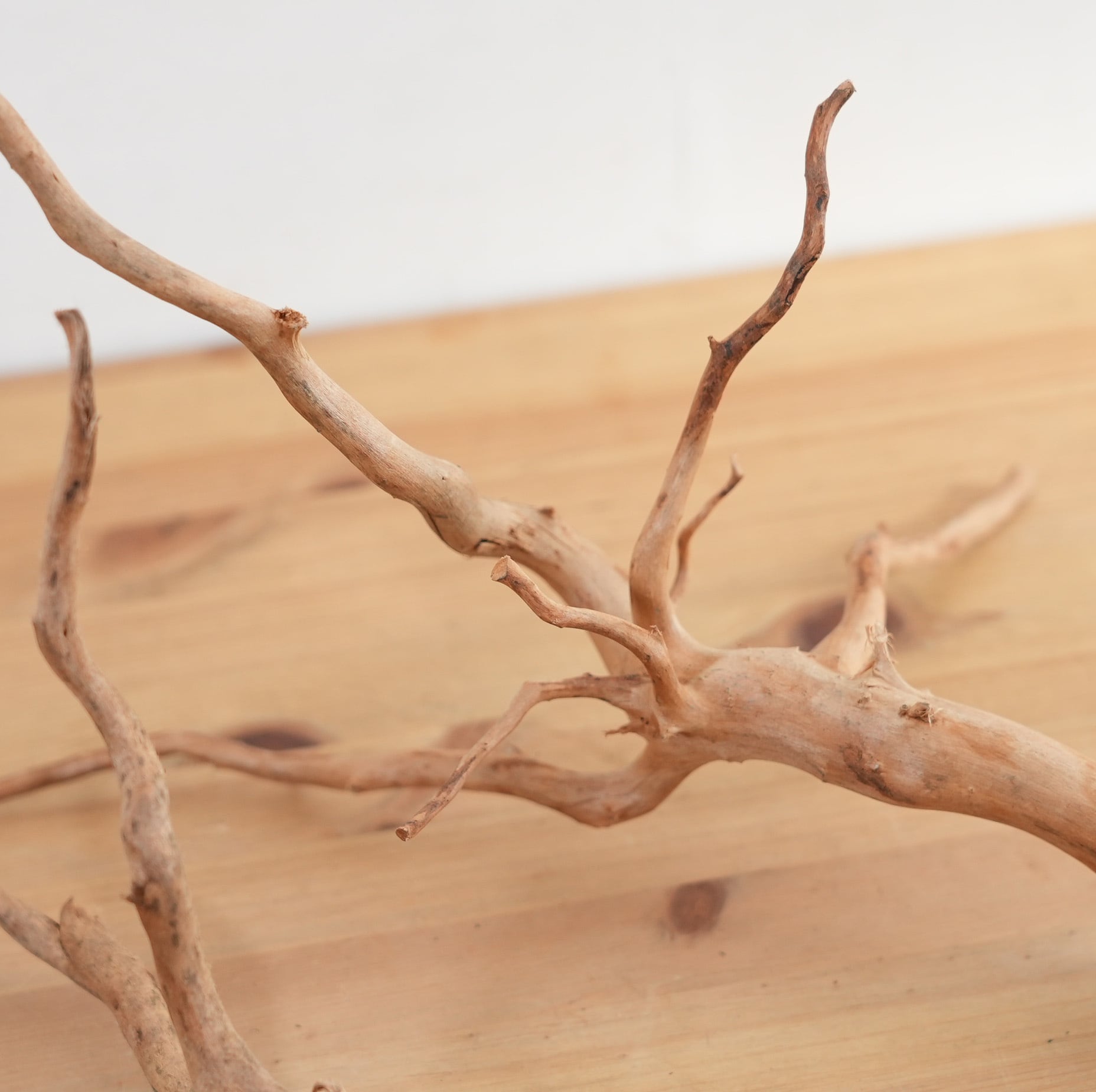 テラリウム用流木ブラウンブランチ◇形状おまかせ | 苔テラリウム専門