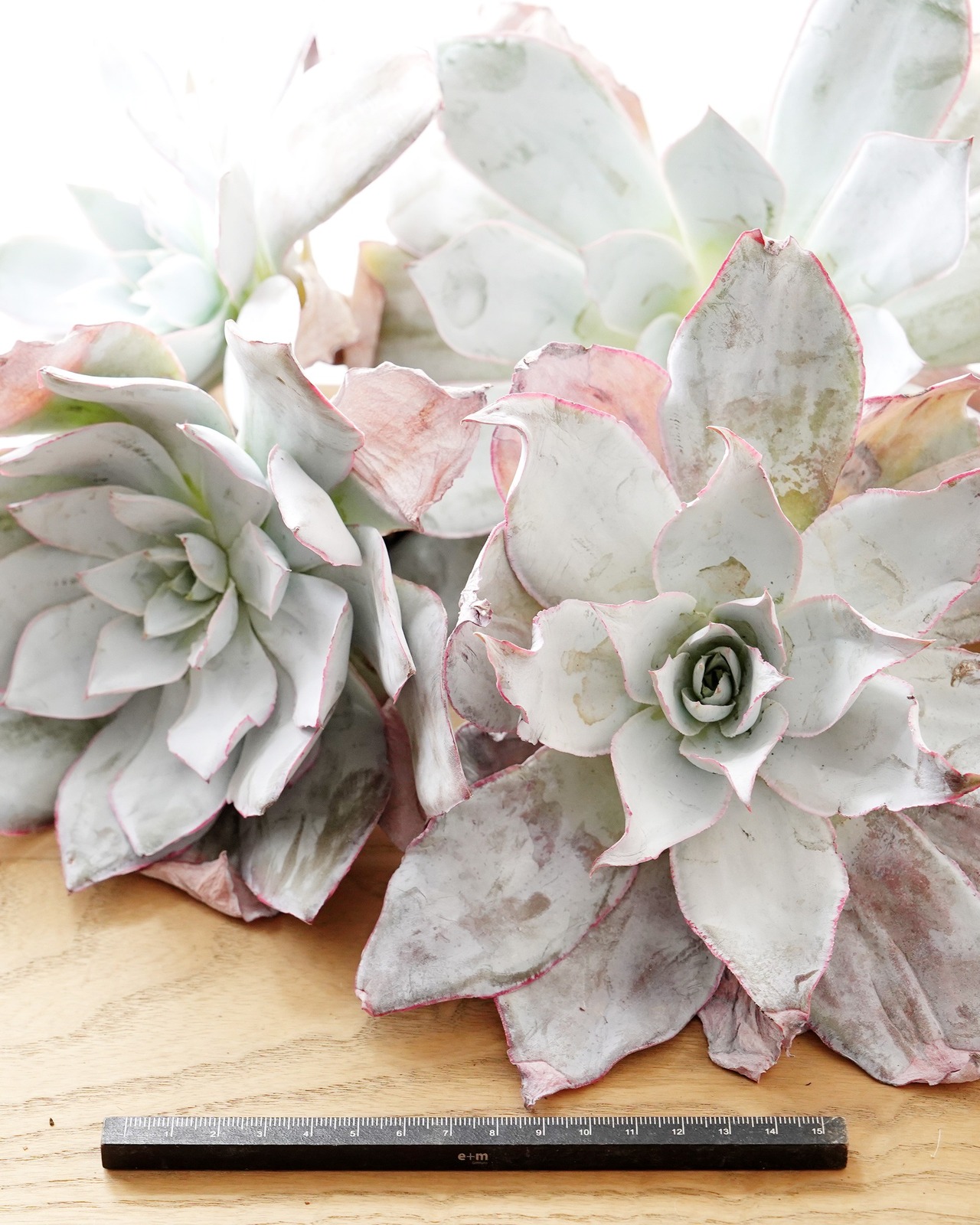 一部発根済カット苗 カンテ XL Echeveria cante
