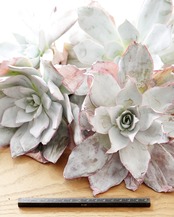 一部発根済カット苗 カンテ XL Echeveria cante