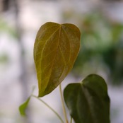 【希少】Anthurium Queen of Heart / アンスリウム クイーン オブ ハート⑭ / 観葉植物<育て方・花言葉>