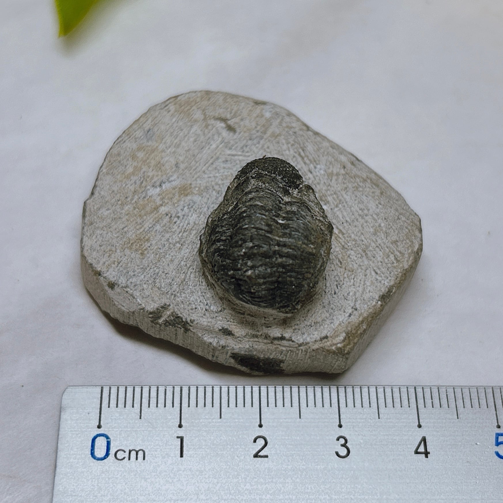 E6197】三葉虫＊古生代デボン紀＊化石＊モロッコ | クリスタル