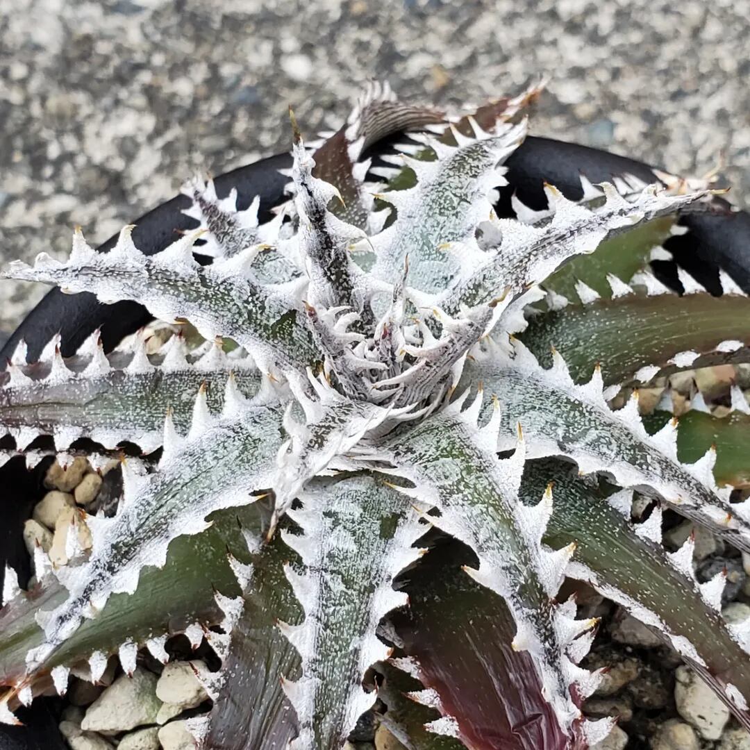 F00440_【OL004】Dyckia 'Obsidian' x 'Little Wing'：ディッキア