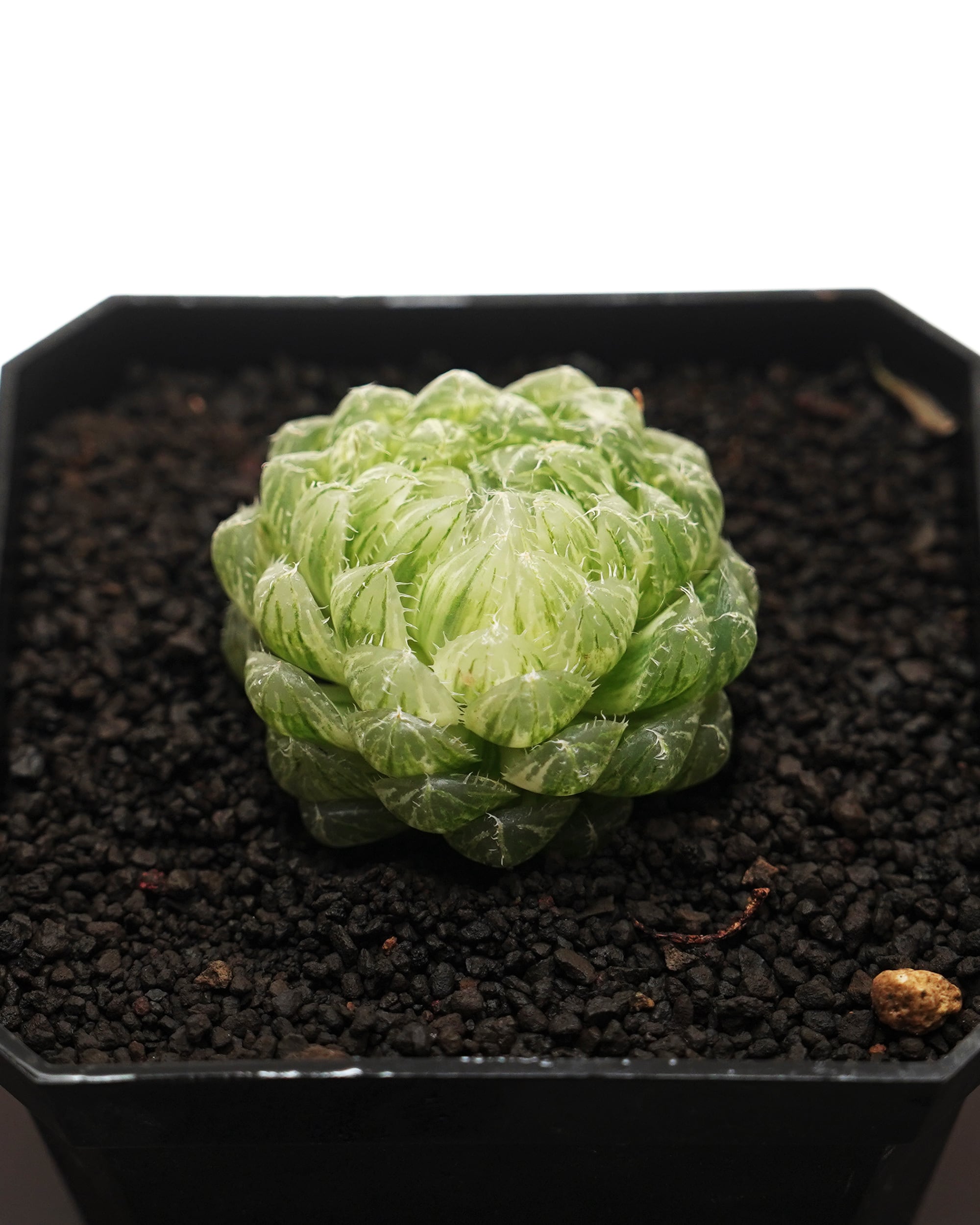 カット苗 ハオルチア 雲翠錦（エメラルドLED錦） Haworthia 'Emerald