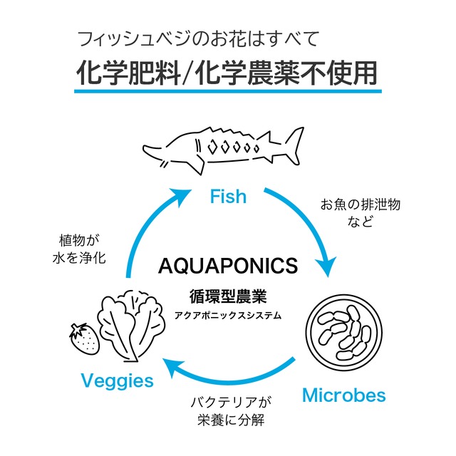 【FISH VEGGIES】サンチュ 60g×2　化学肥料/化学農薬不使用だから安心して食べられる