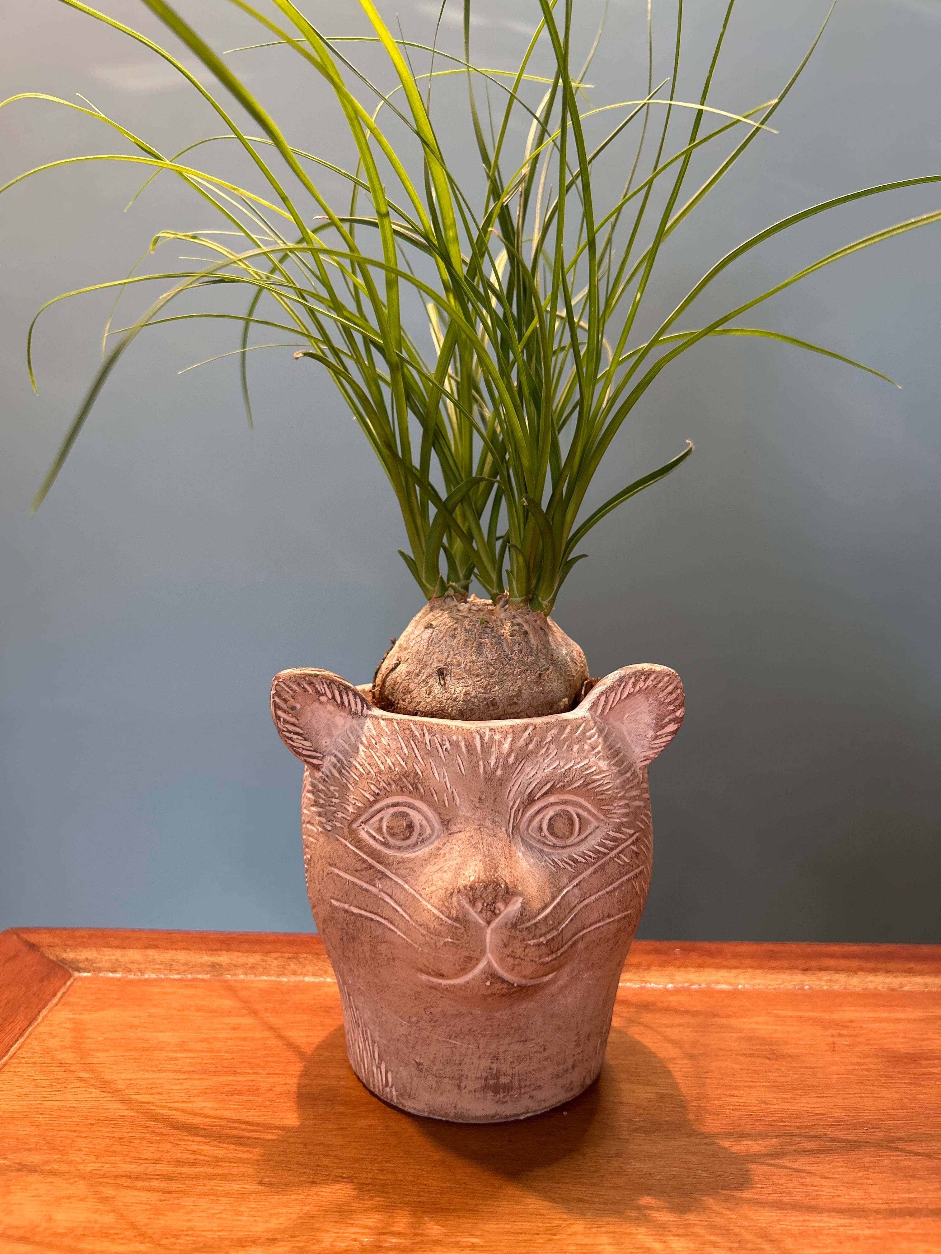 ビカクシダ板付 ネザーランド | 植物との暮らし apricot