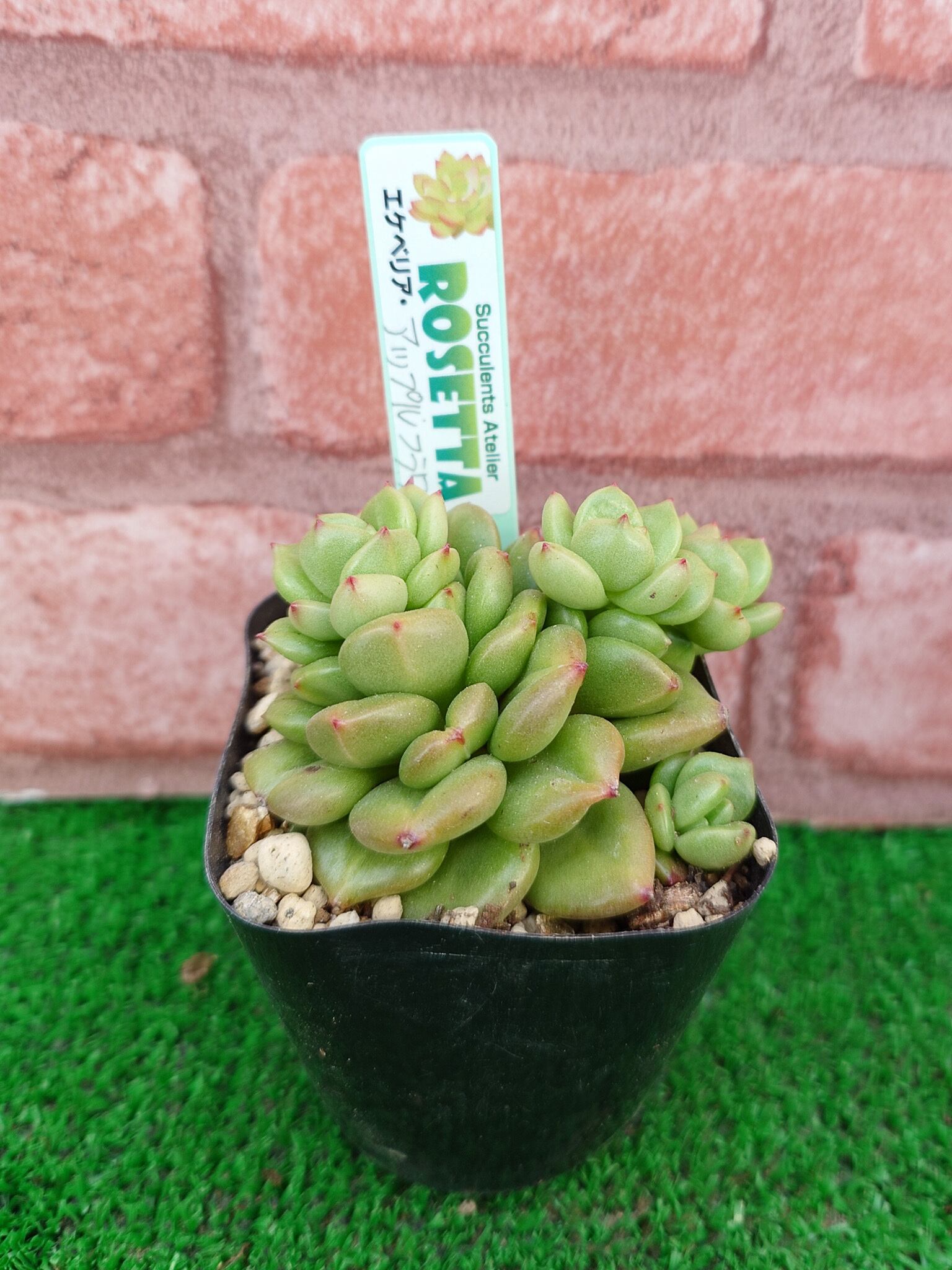 エケベリア アップルフラワー (Echeveria  