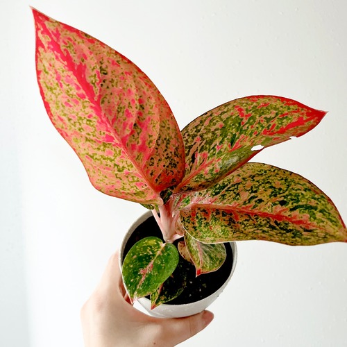 アグラオネマ ファイヤーワークス 4号鉢 観葉植物