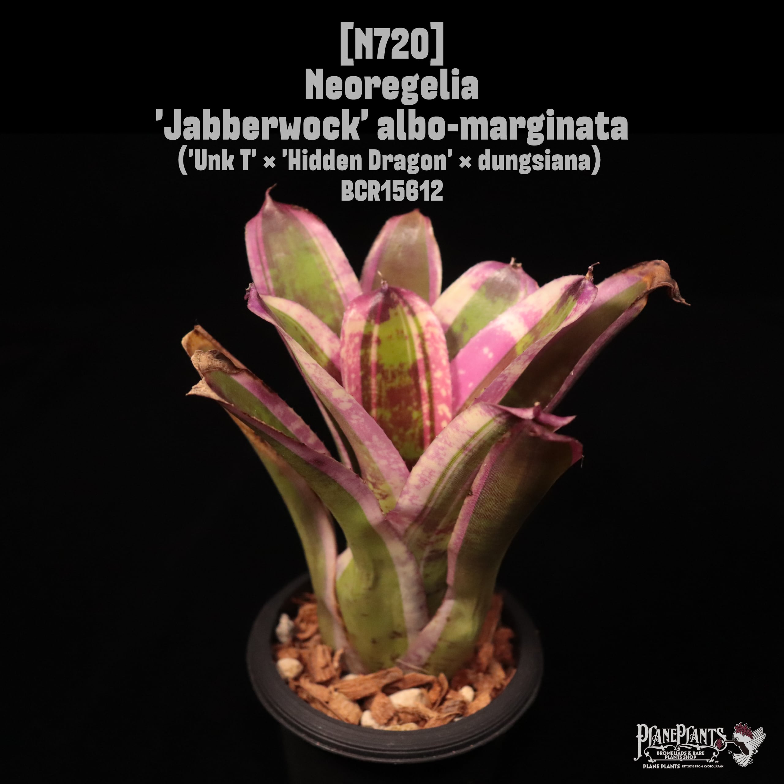 Neoregelia Jabberwock' albo-marginata〔ネオレゲリア〕N720 | plane