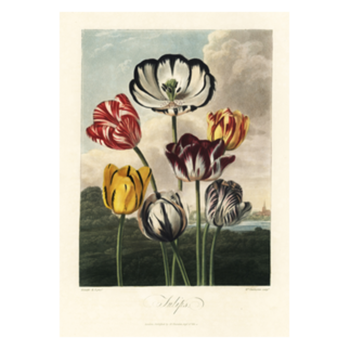 ボタニカルアート チューリップのポスター | J Jeffery POSTER