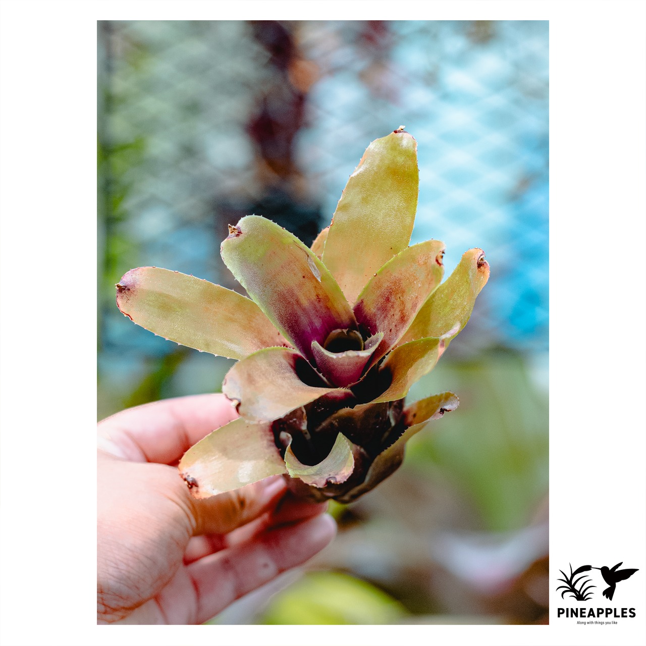 Aechmea aculeatosepala - 2