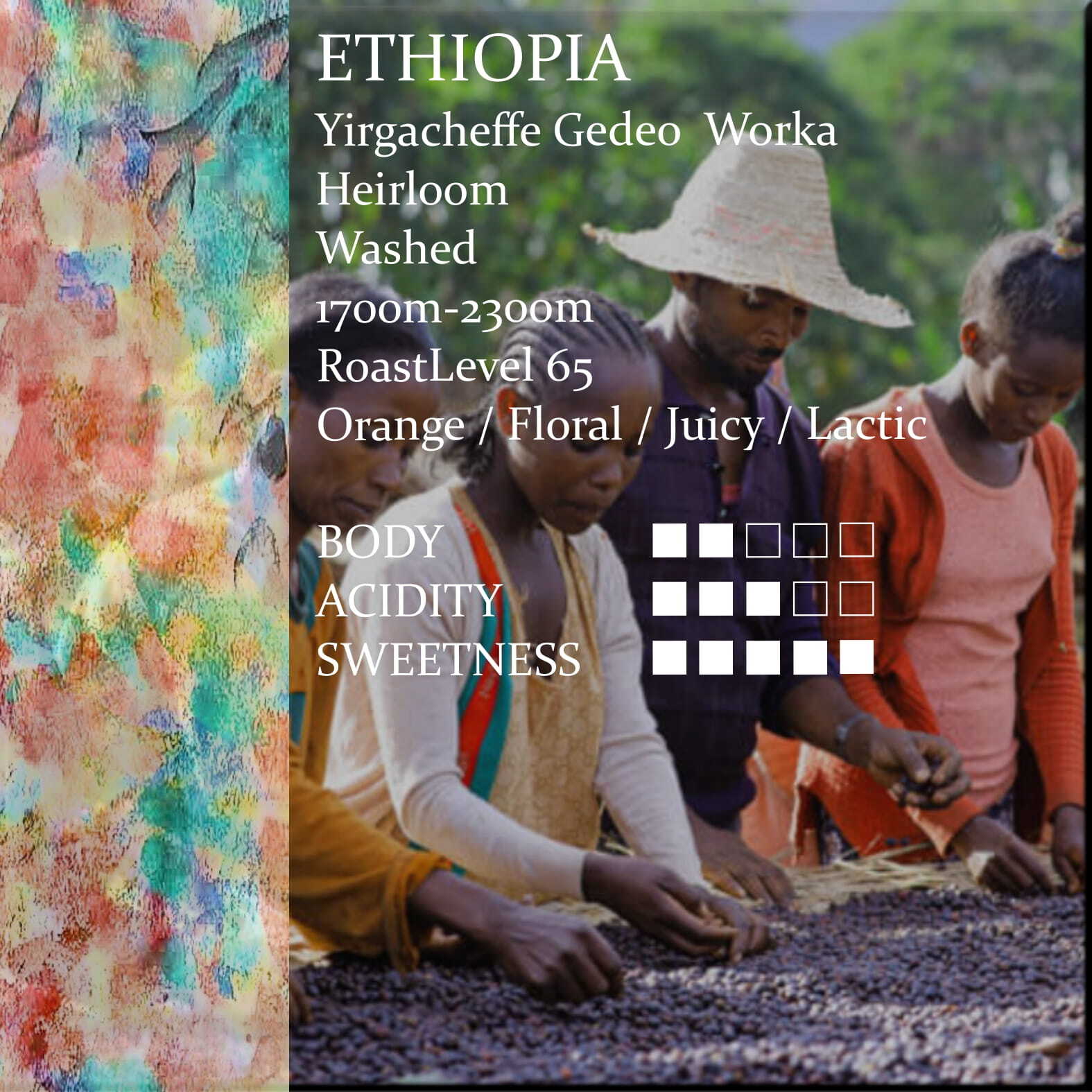 エチオピア イルガチェフ ウォルカ農協 中浅煎り 150g