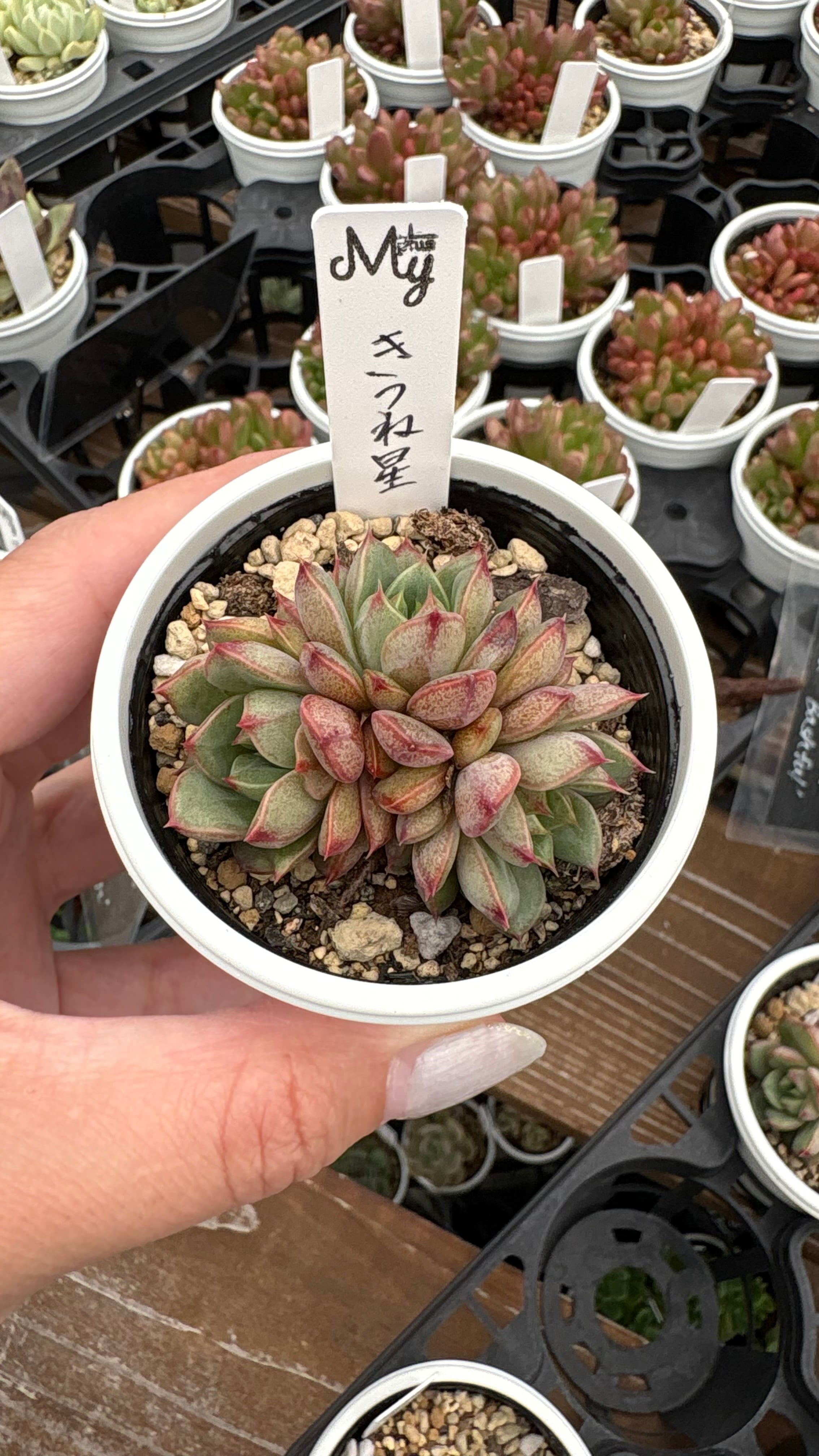 多肉植物 アエオニウム レア 孔雀白錦 美苗 #孔3 | PAY ID