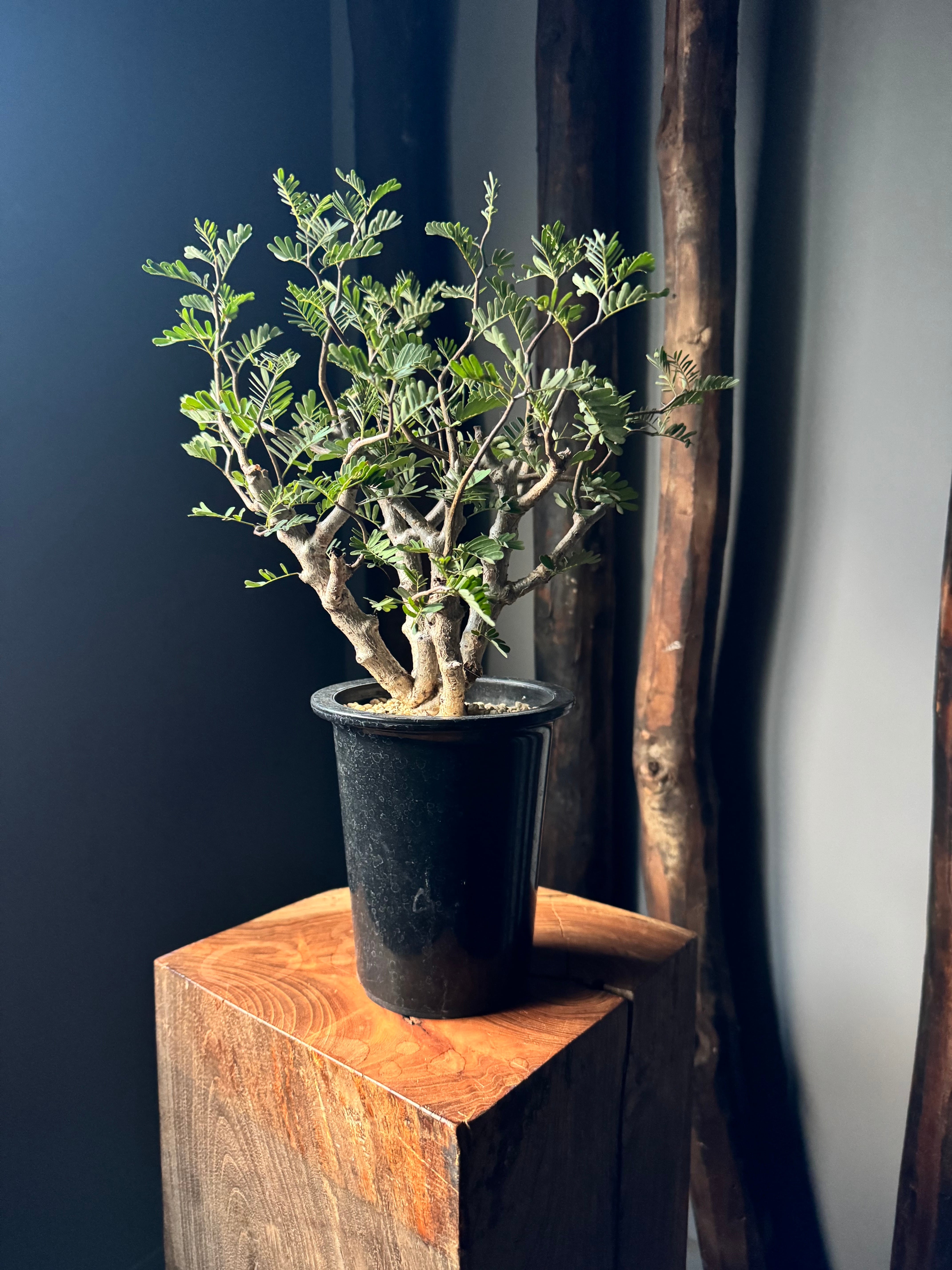 aobouzu onecoffee 鉢 青坊主-aobouzu-