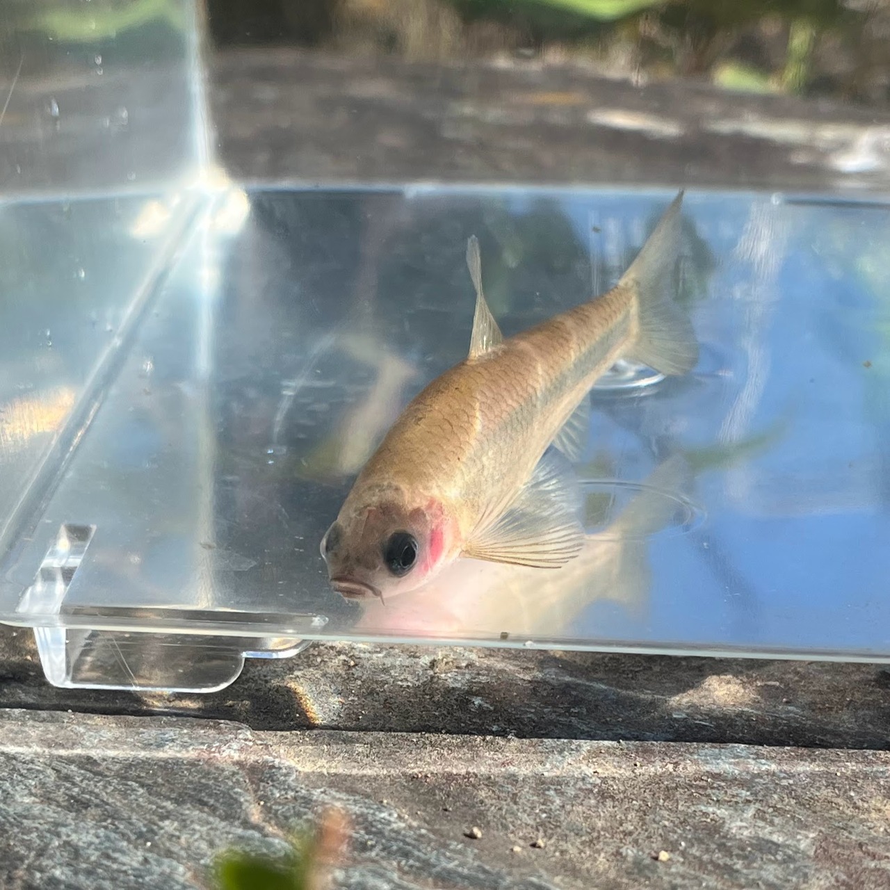 ※珍※（淡水魚）透明鱗タモロコ　8cm±（1匹）（現品）【生体】