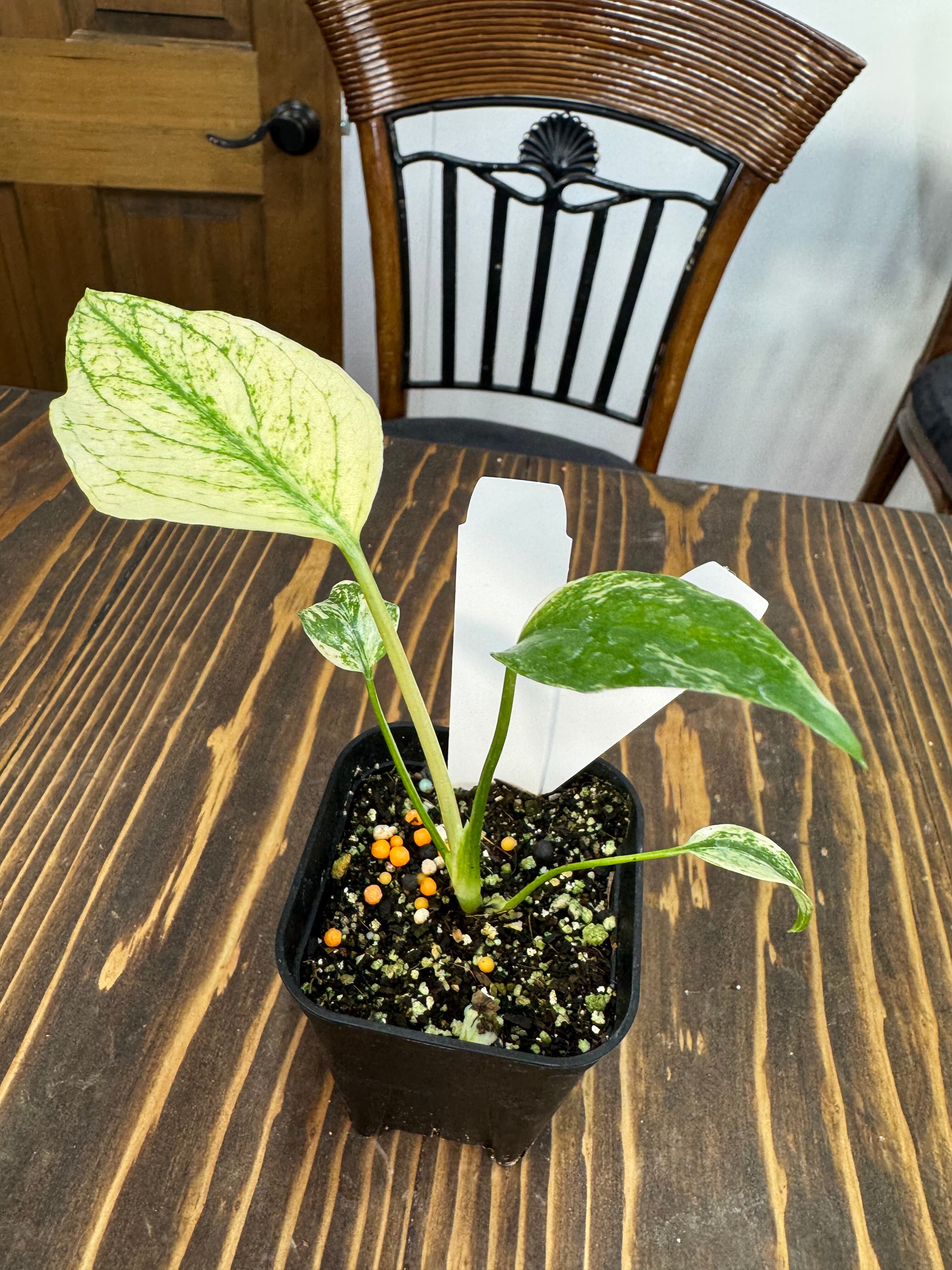 モンステラ デリシオーサ ライムミント モンステラ デリシオーサ ミント | GREEN LUCK