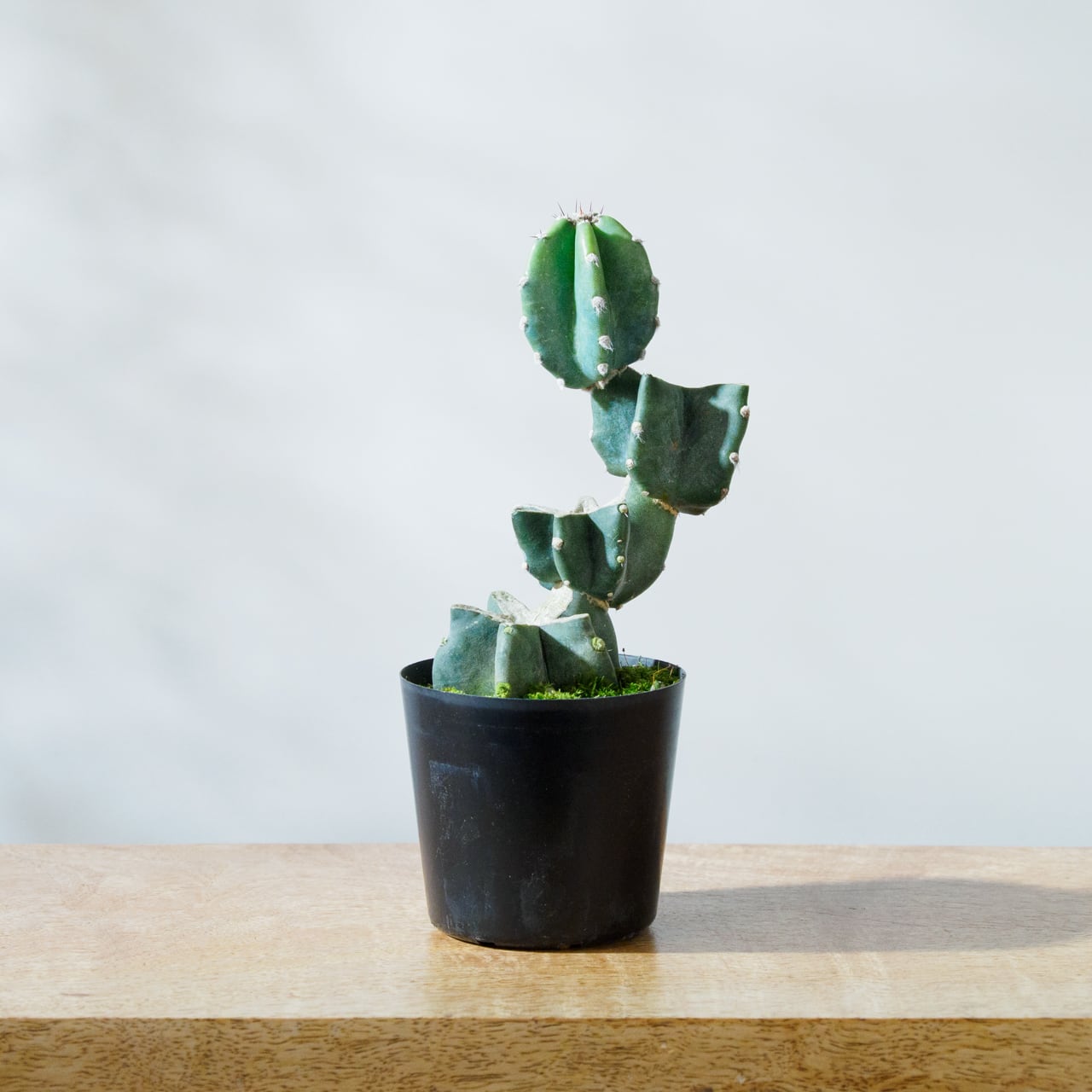 サボテン　3つセット 楽天市場】柱サボテン（3本立ち）（H100cm程度） 8号