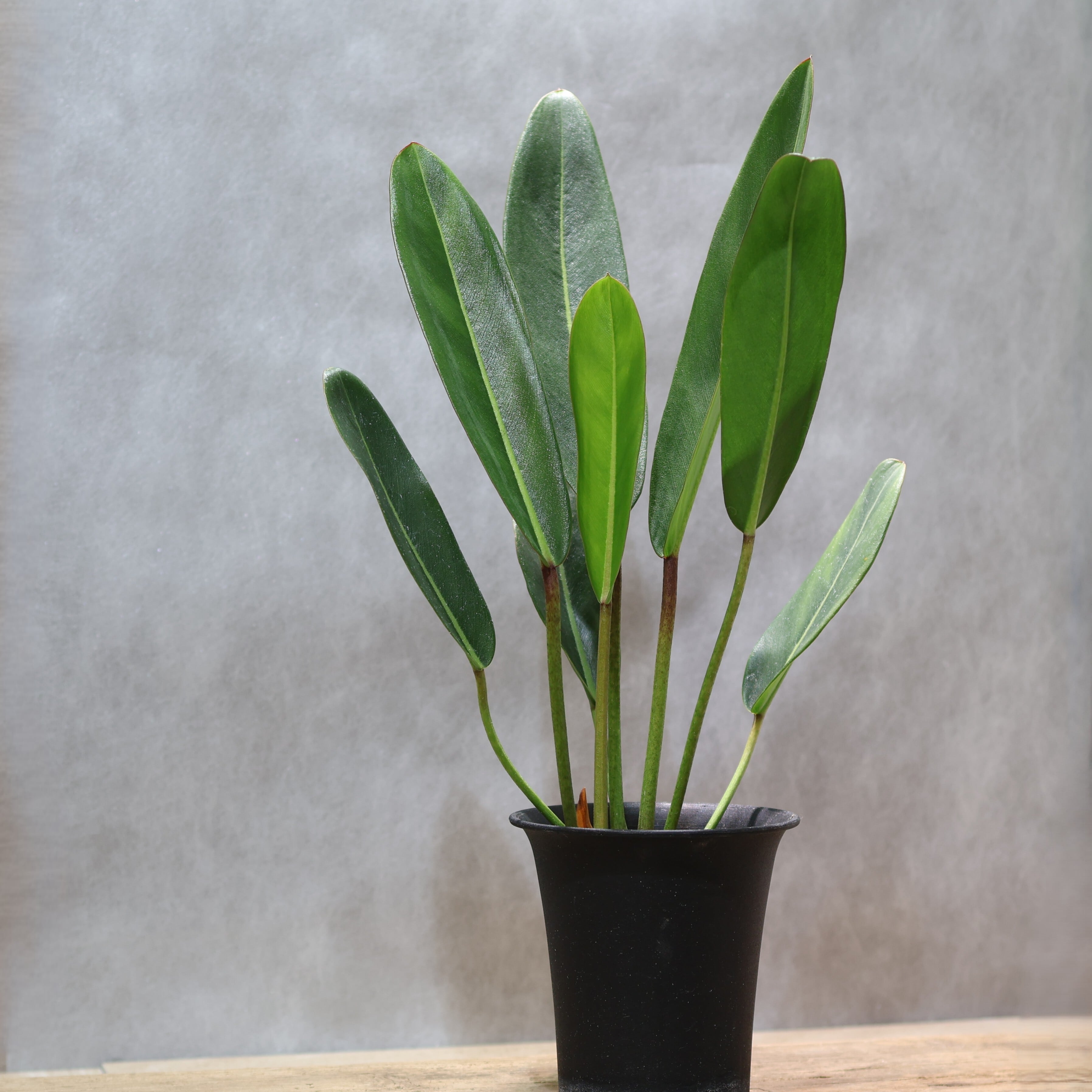フィロデンドロン カローサム Philodendron calossum 324 線と陰影を愉しむ『フィロデンドロン カロッスム Philodendron