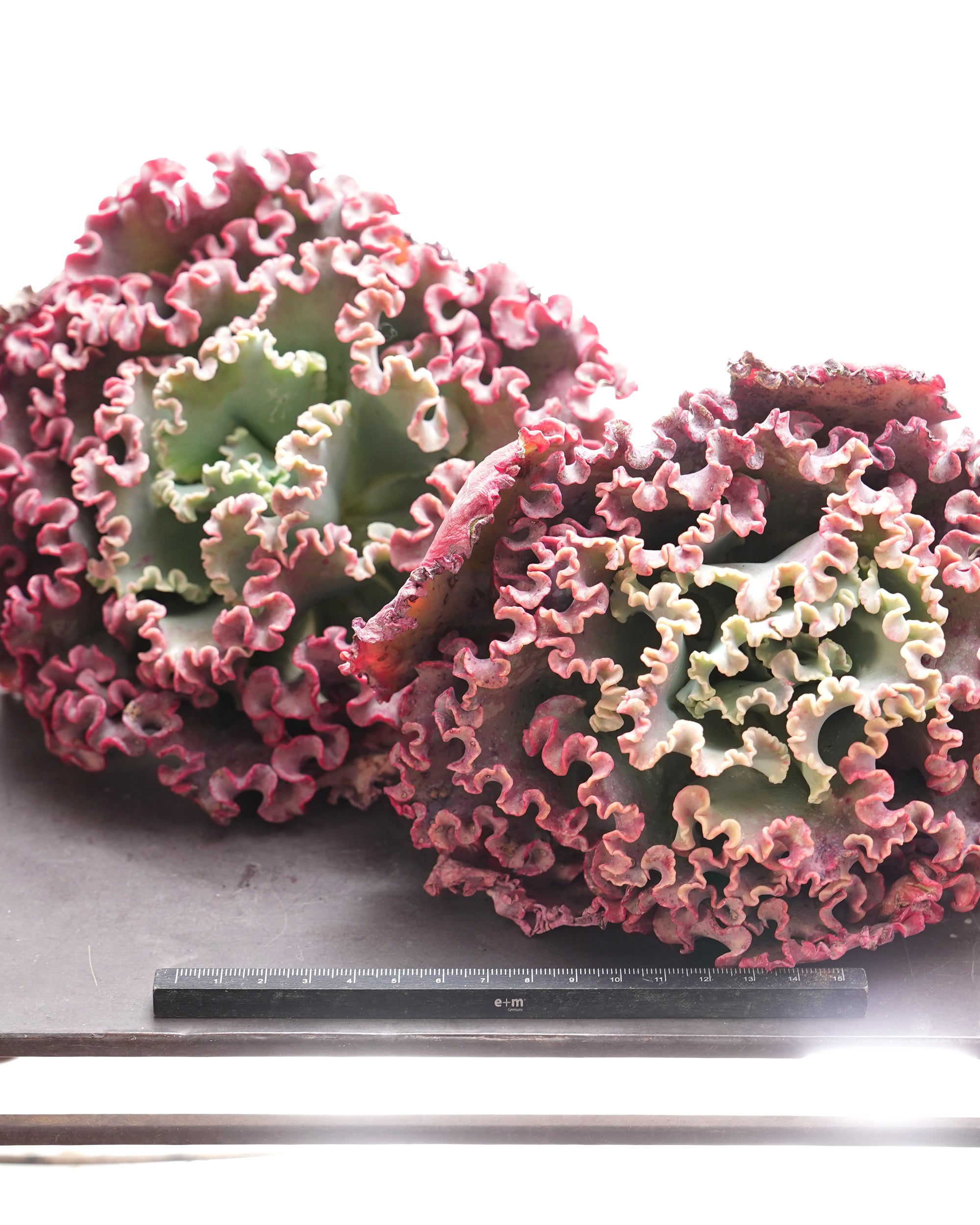 カット苗 メリディアン XL 18cm大株 Echeveria 'Meridian' | PUKUBOOK