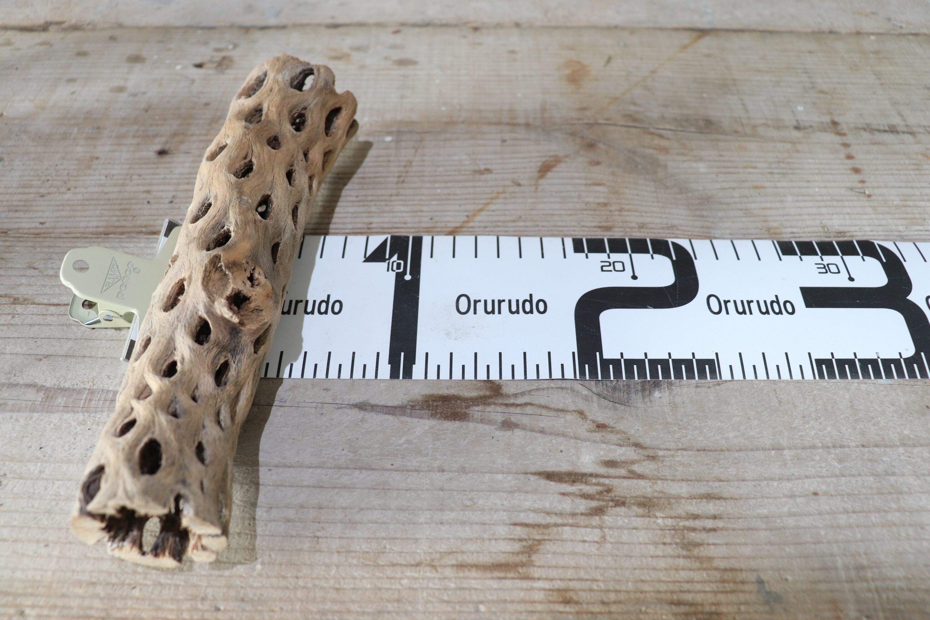 送料無料】カクタス スケルトン L (21-30cm) [L6-10] | plane plants