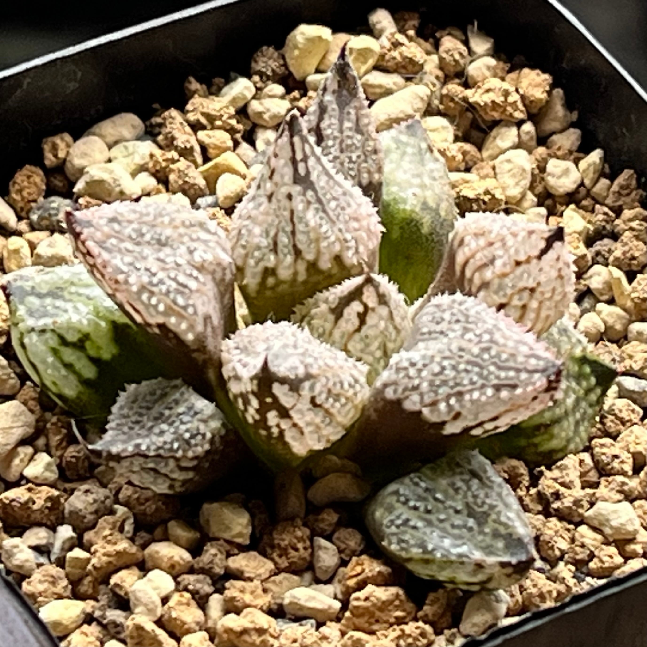 ハオルチア B型コンプトミュータント錦① ハオルチア B型コンプトミュータント錦① | mocono_plants