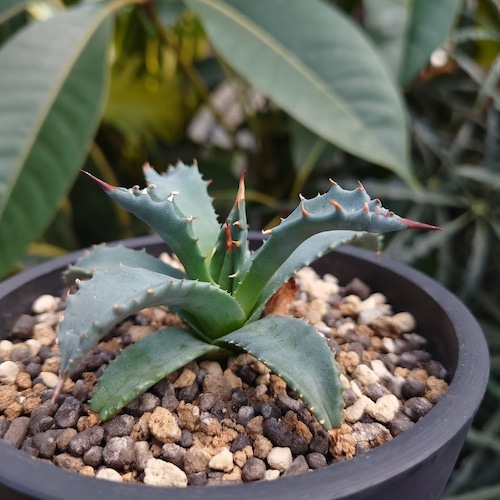 【訳あり商品】アガベ ユタエンシス ssp. ユタエンシス 2 Agave uthaensis ssp. uthaensis