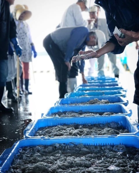若干しらす＆桜えびセット（大）（化粧箱入） | しらす屋 丸三水産