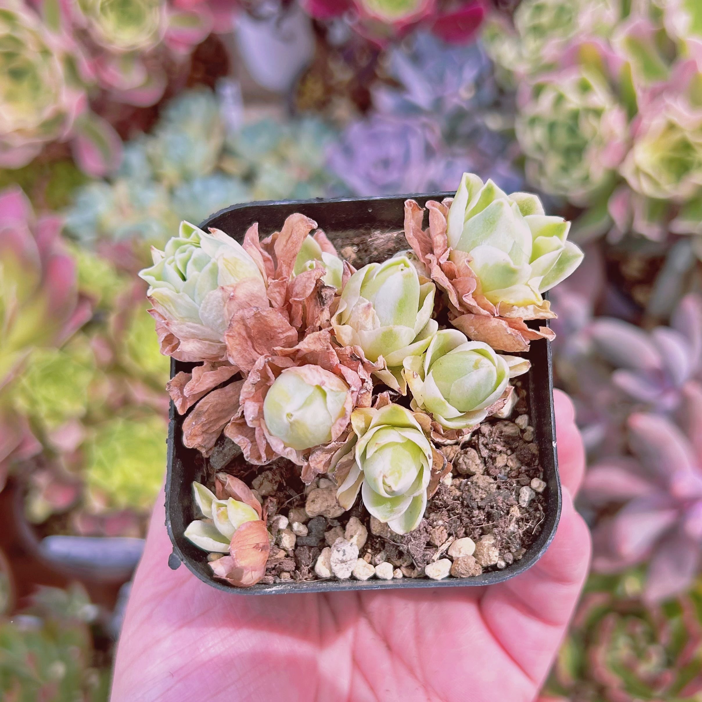 現物　多肉植物　オーレア覆輪錦　抜き苗