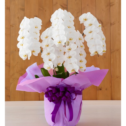 【御供】胡蝶蘭 白小輪5本立ち 画像