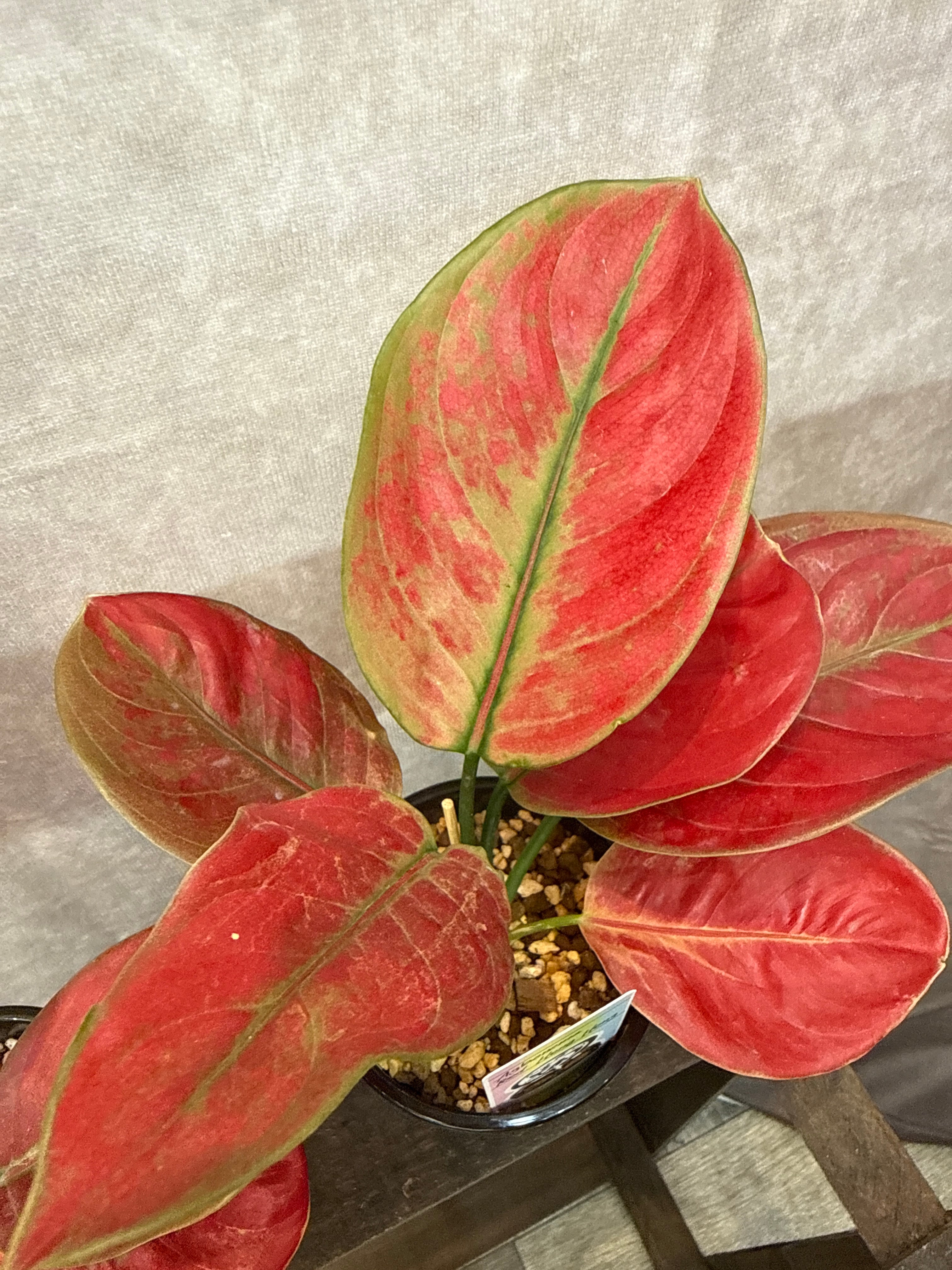 113. Anthurium 'Dark Phoenix High variegata / アンスリウム ダンク
