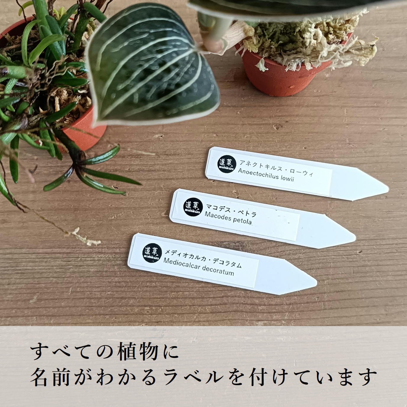 ◇現品◇アネクトキルス アルボリネアタス 'Lady's Best Friend