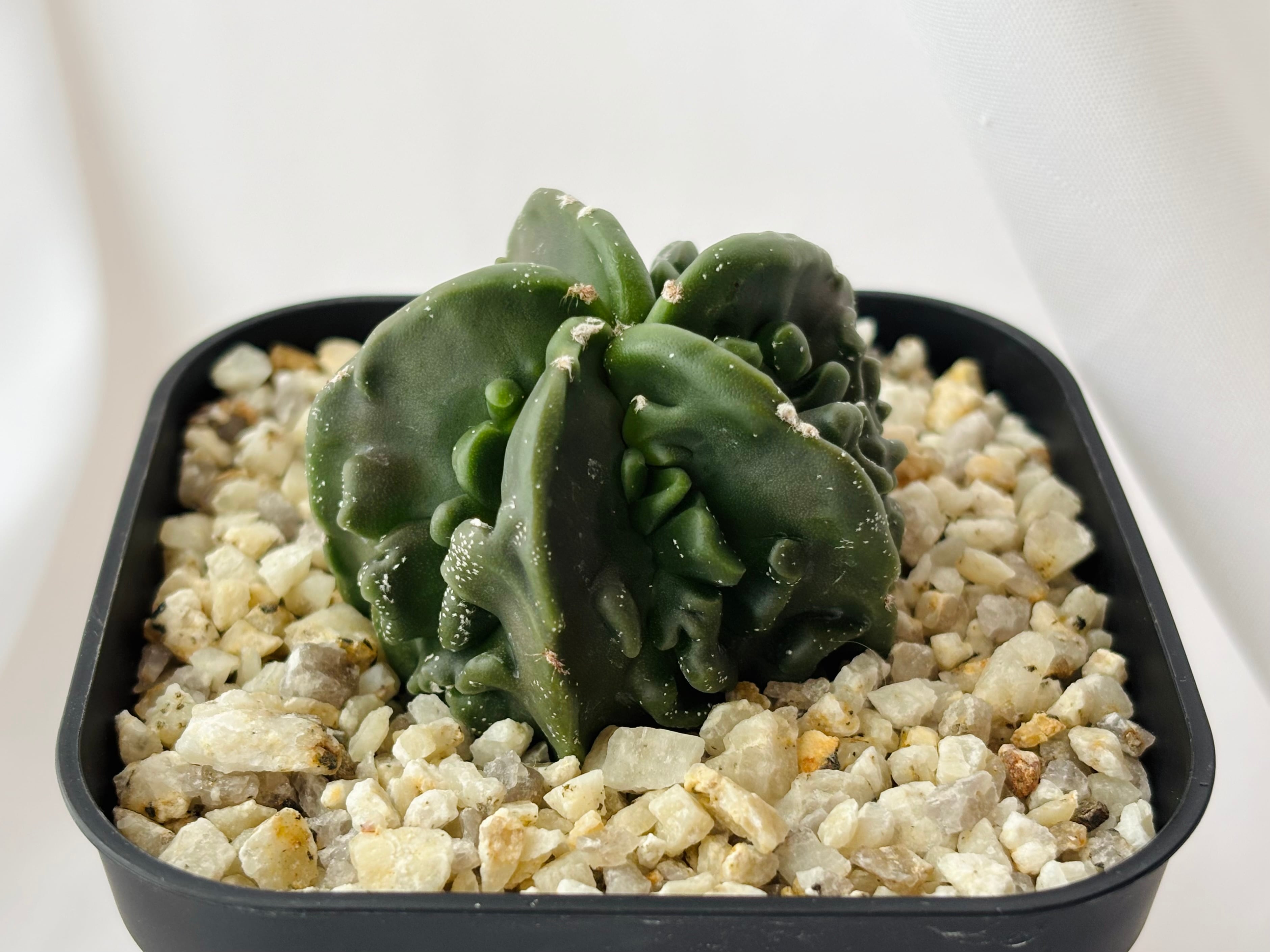 Astrophytum myriostigma アストロフィツム 複隆ヘキラン 複隆碧瑠璃