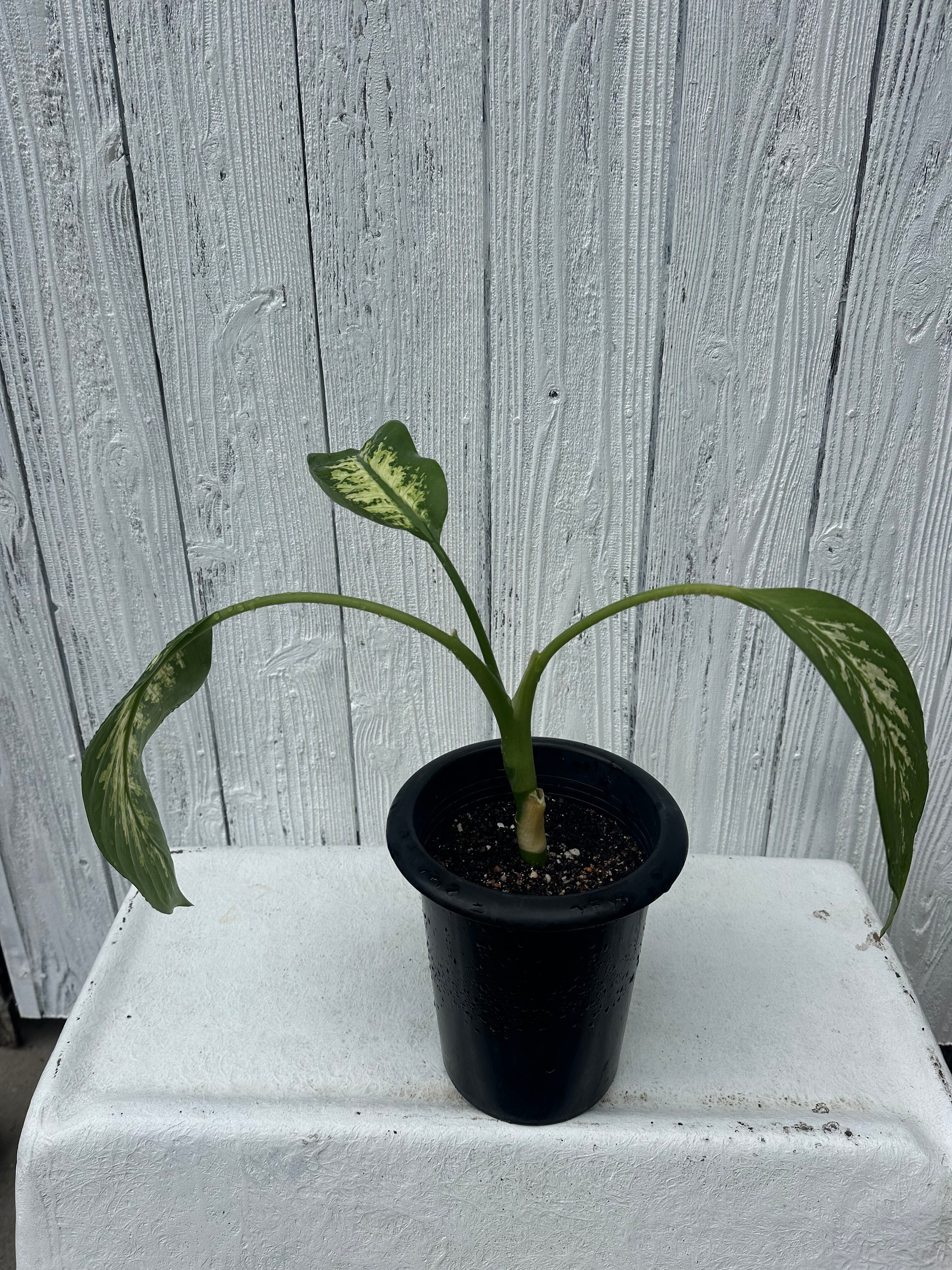 Alocasia Crinkles albo Variegata アロカシア クリンクルズ アルボ