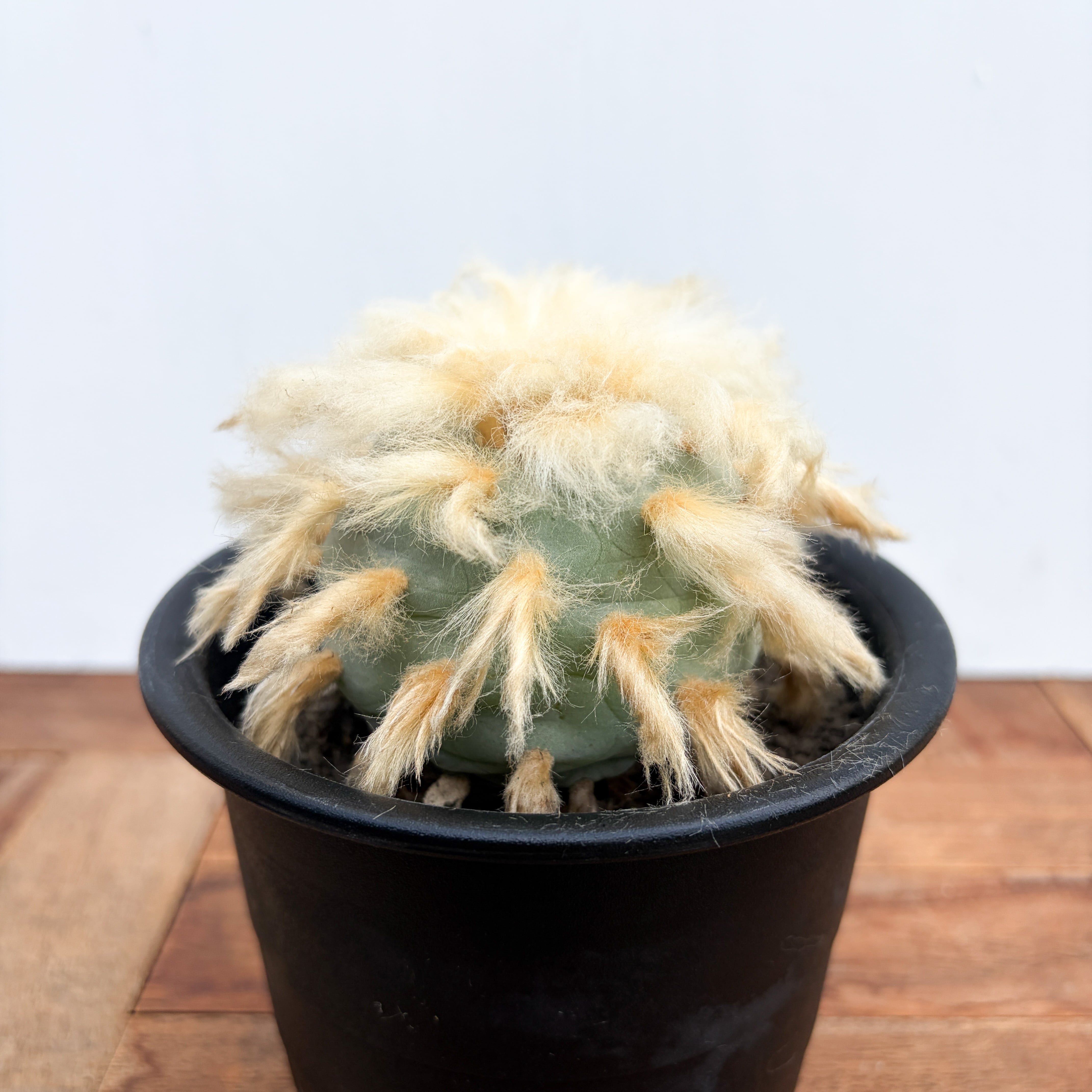 Lophophora diffusa 【ロフォフォラ・黒肌翠冠玉】 | RIMO'S GREEN