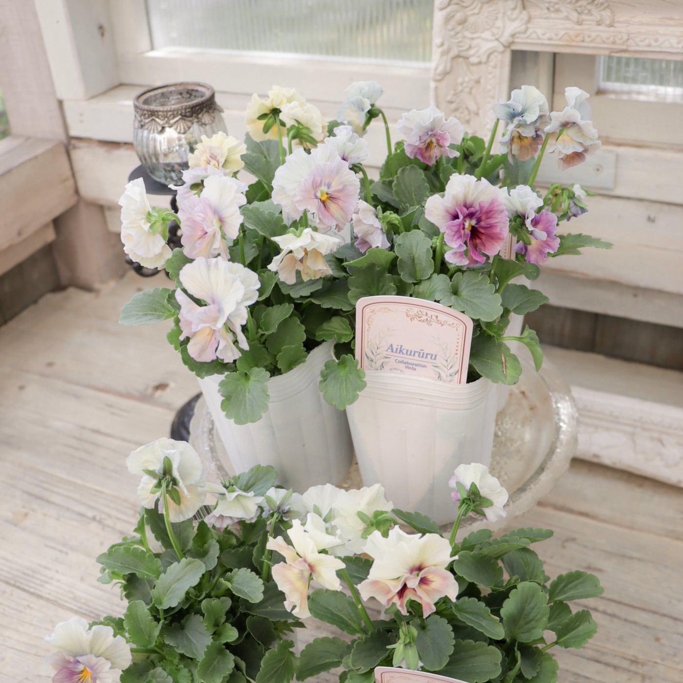 フリル咲きビオラ 'アイクルール' 優美で幻想的な虹のような