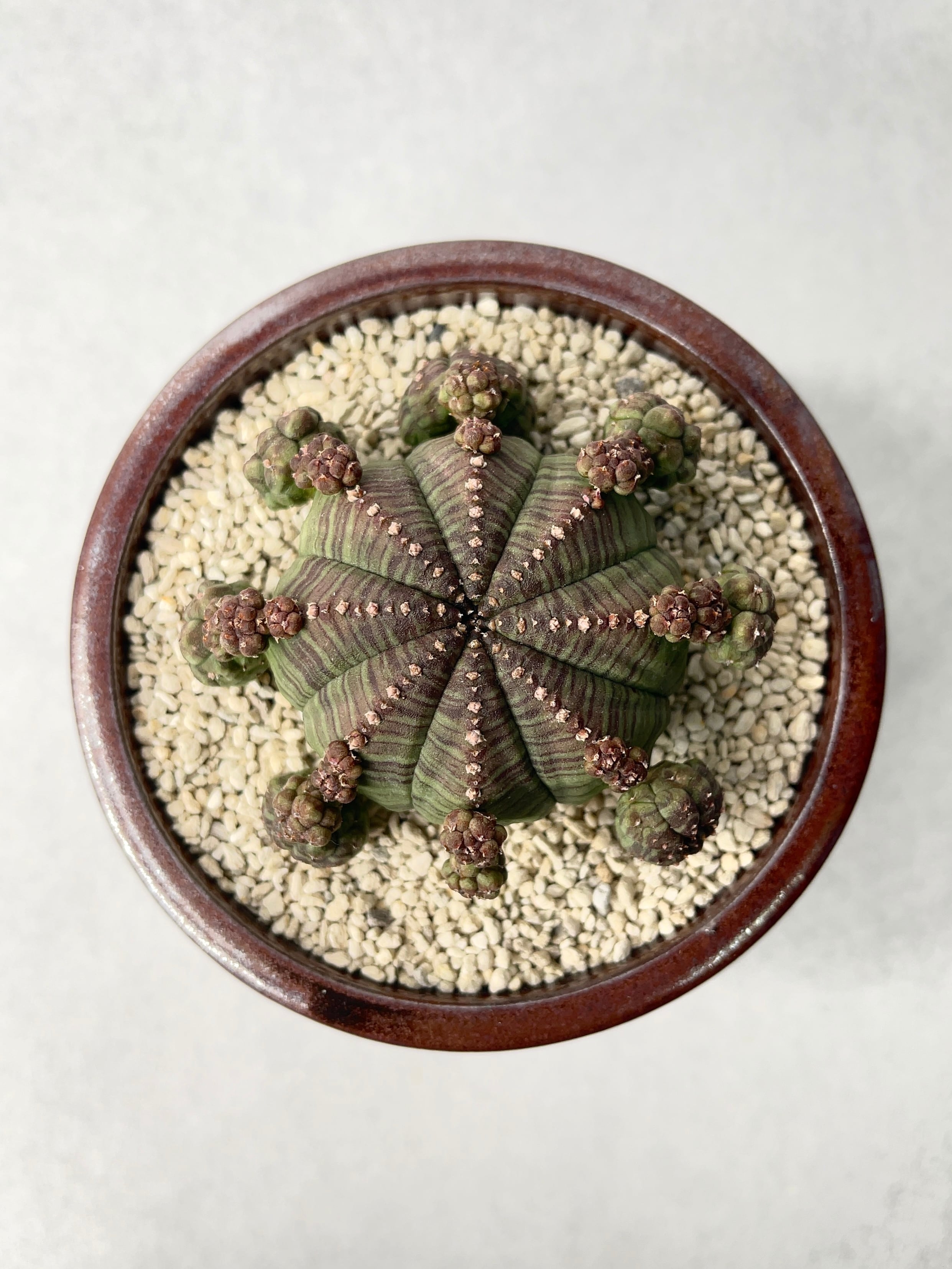 ユーフォルビア・子吹きシンメトリカ | trigger