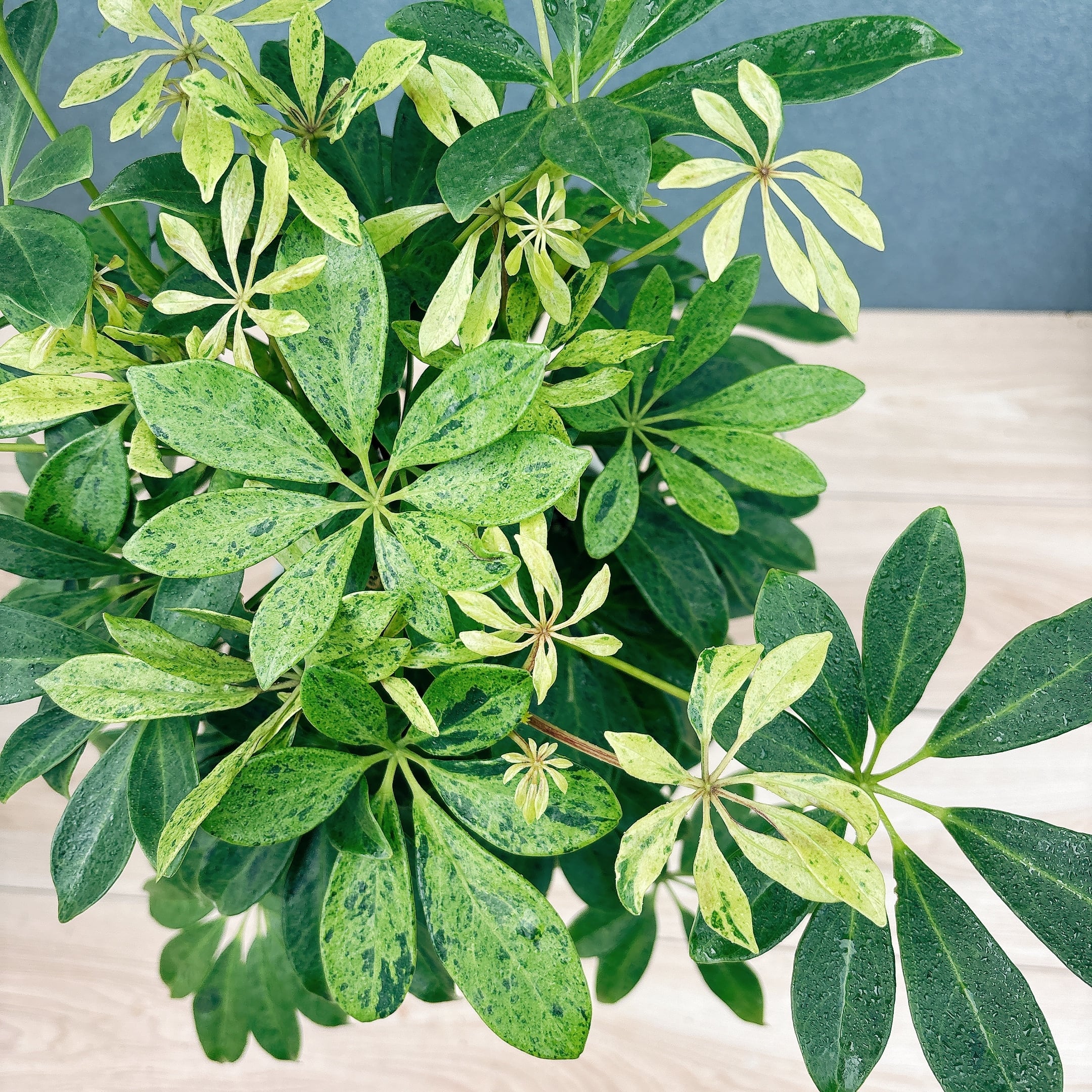 現品］【希少】☆初出品☆ 92番 シェフレラ アナ 7号 観葉植物 室内