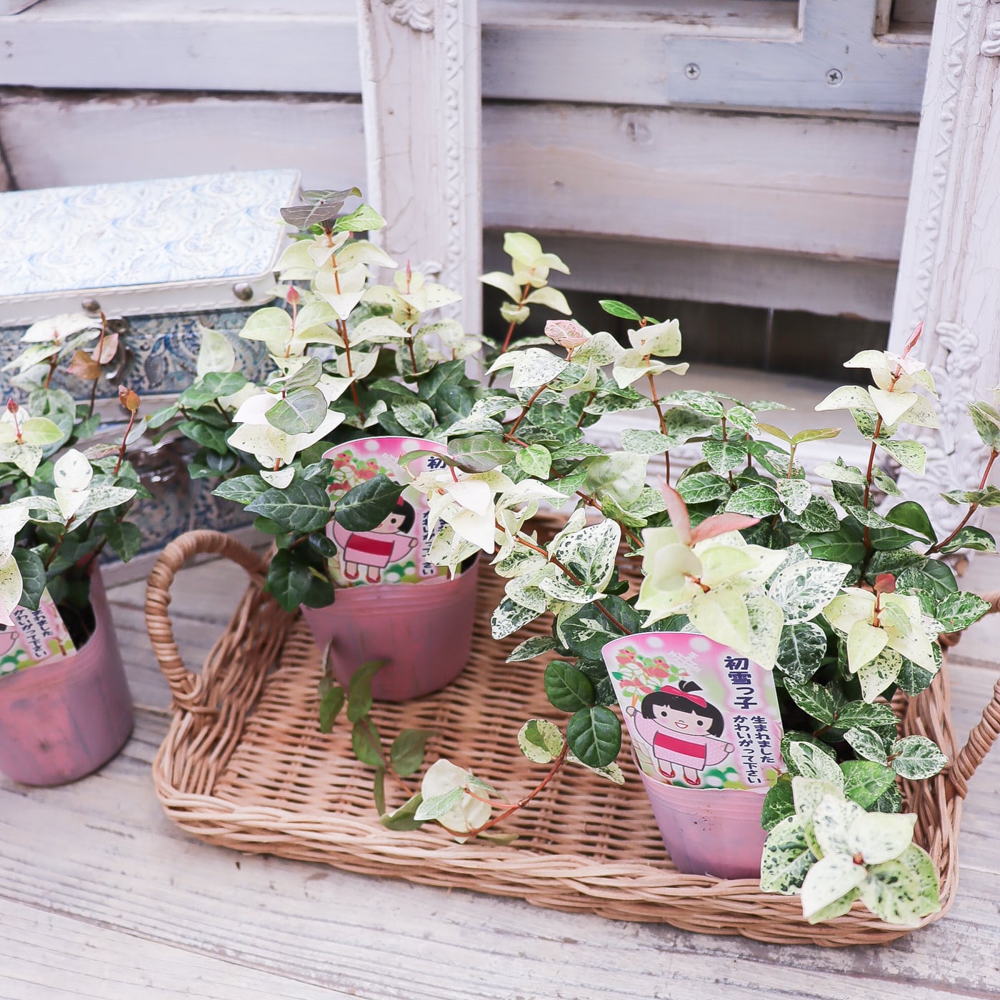 ハツユキカズラ『初雪っこ』｜白斑とピンクが可愛いカラーリーフ