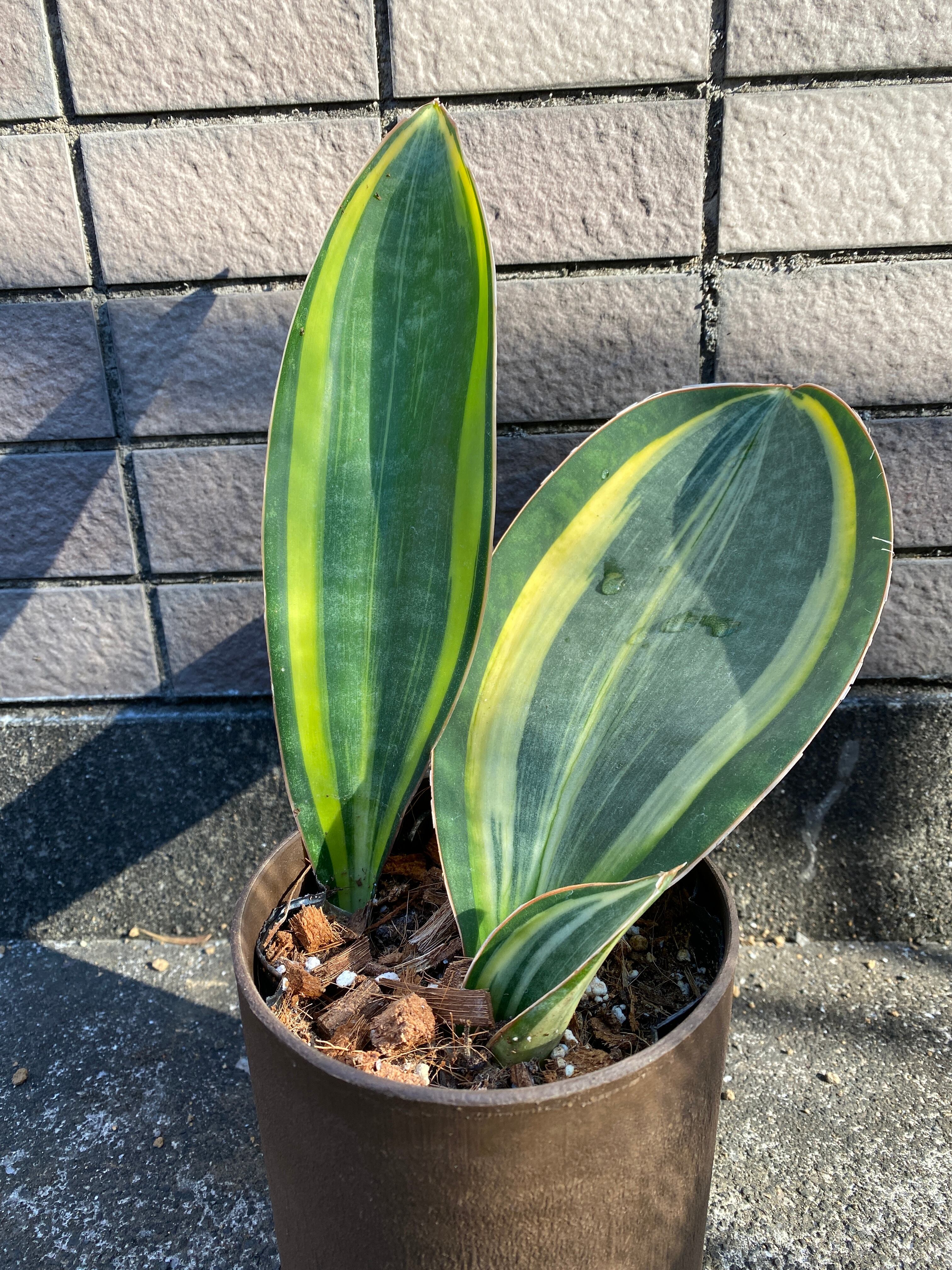 斑入り サンセベリア シルバードラゴン サンスベリア Sansevieria